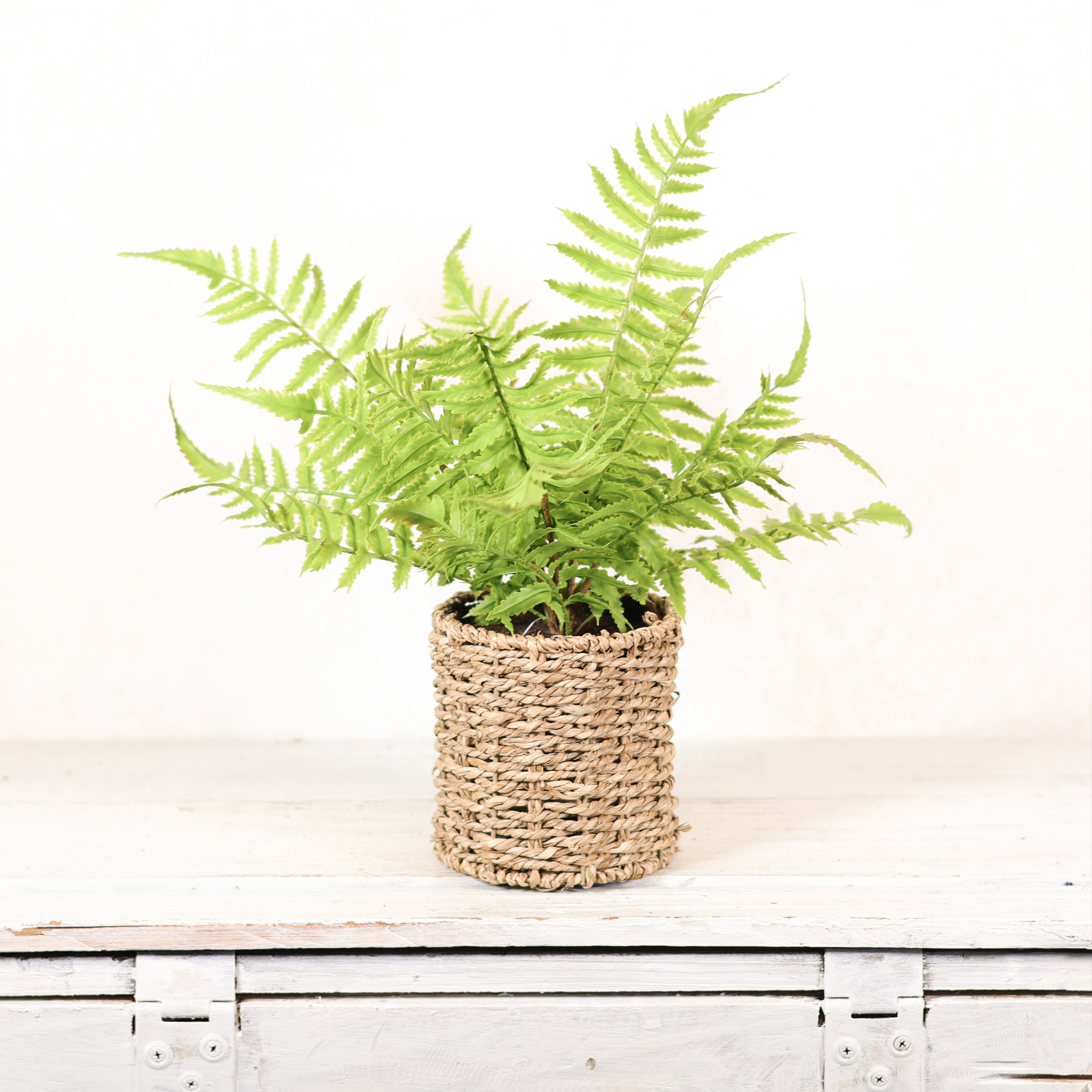 Finger Fern in Round Woven Basket