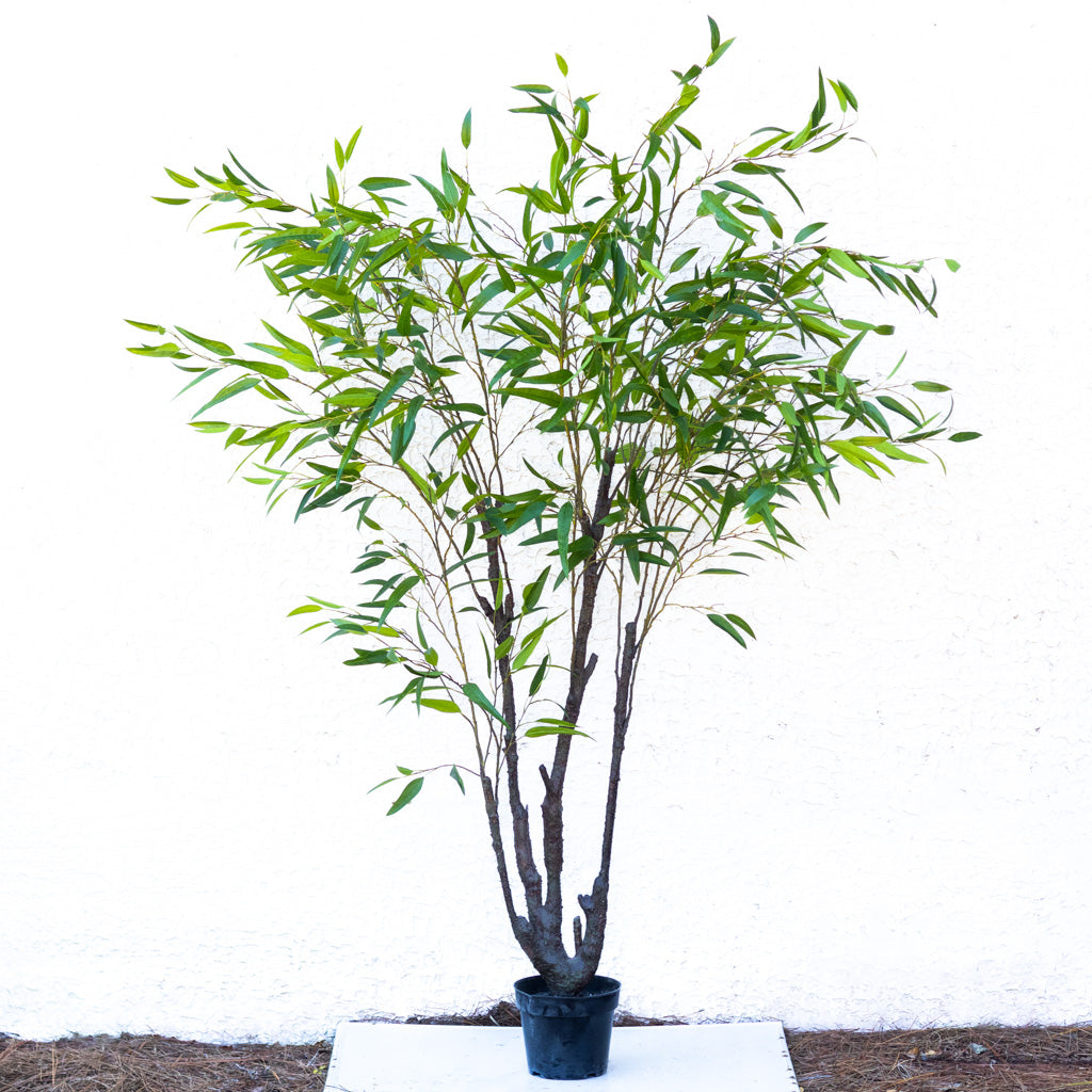 90" Eucalyptus Tree in Pot