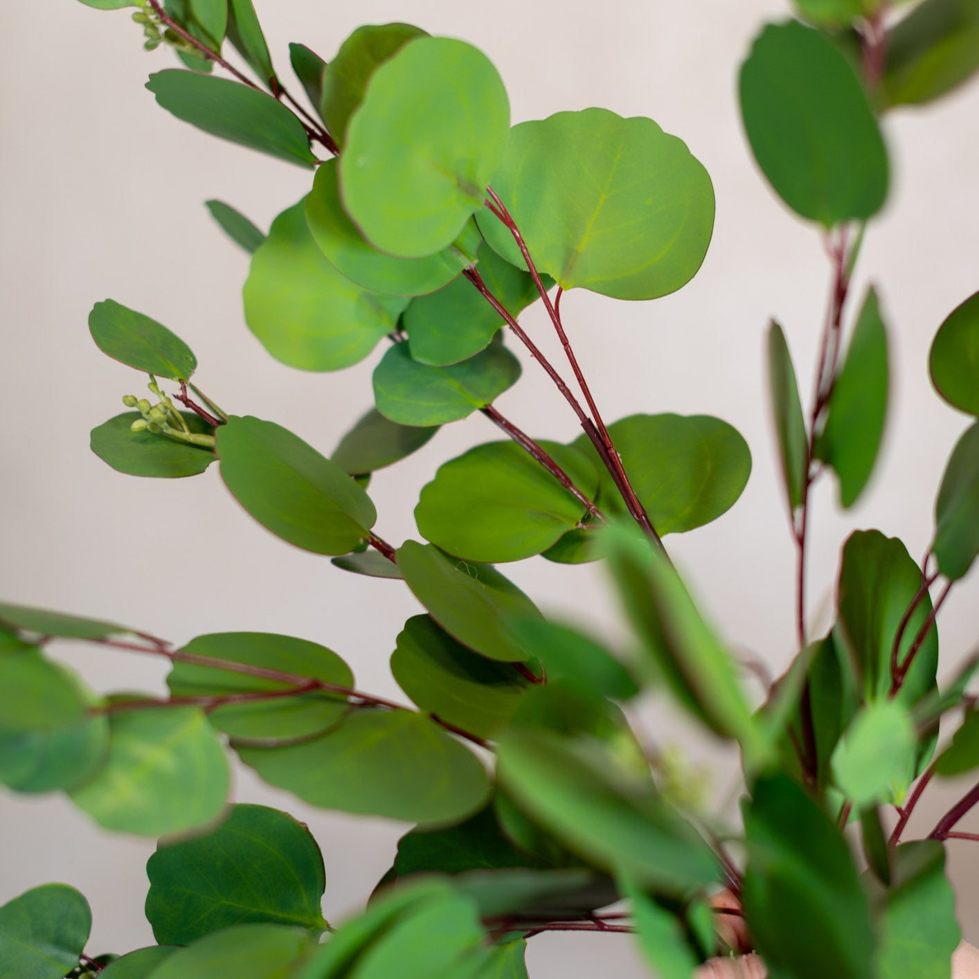 Silver Dollar Eucalyptus Pick