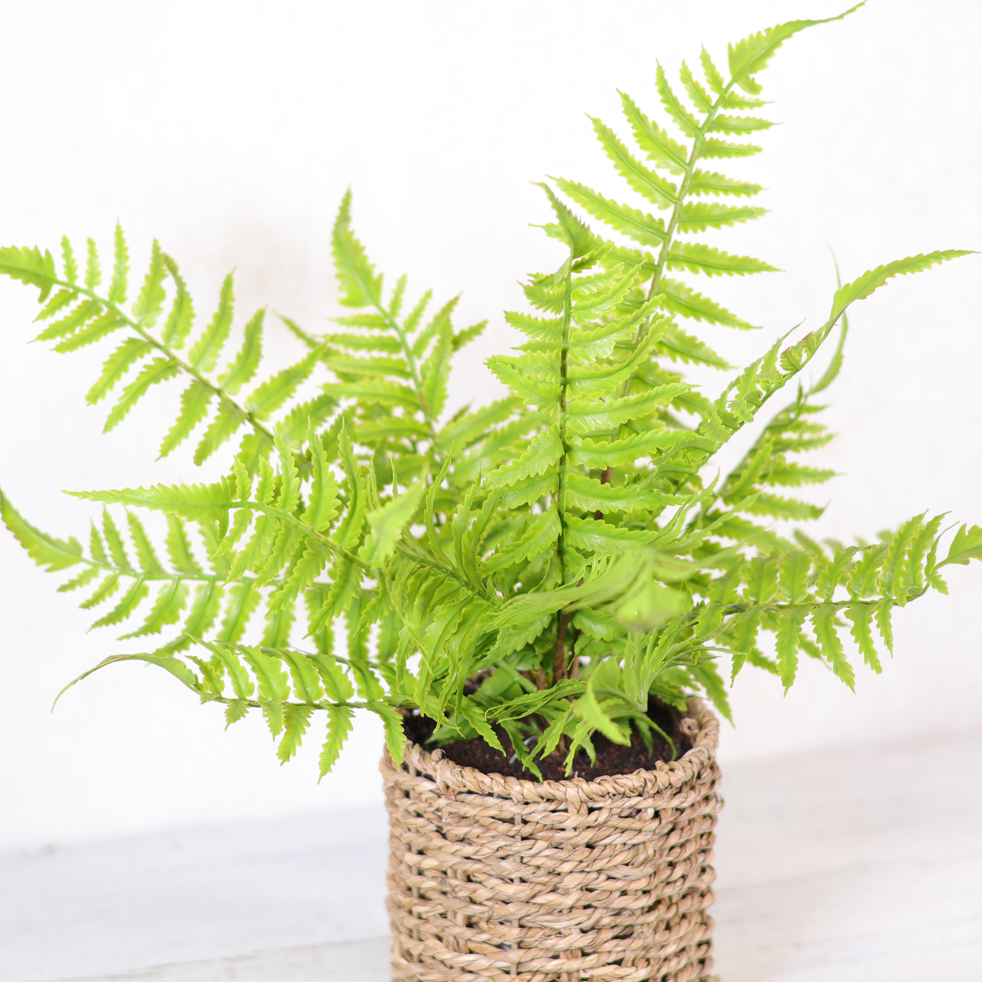 Finger Fern in Round Woven Basket