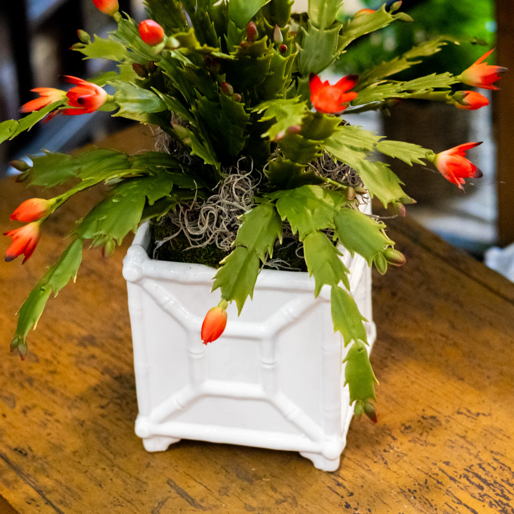 Small White Bamboo Planter