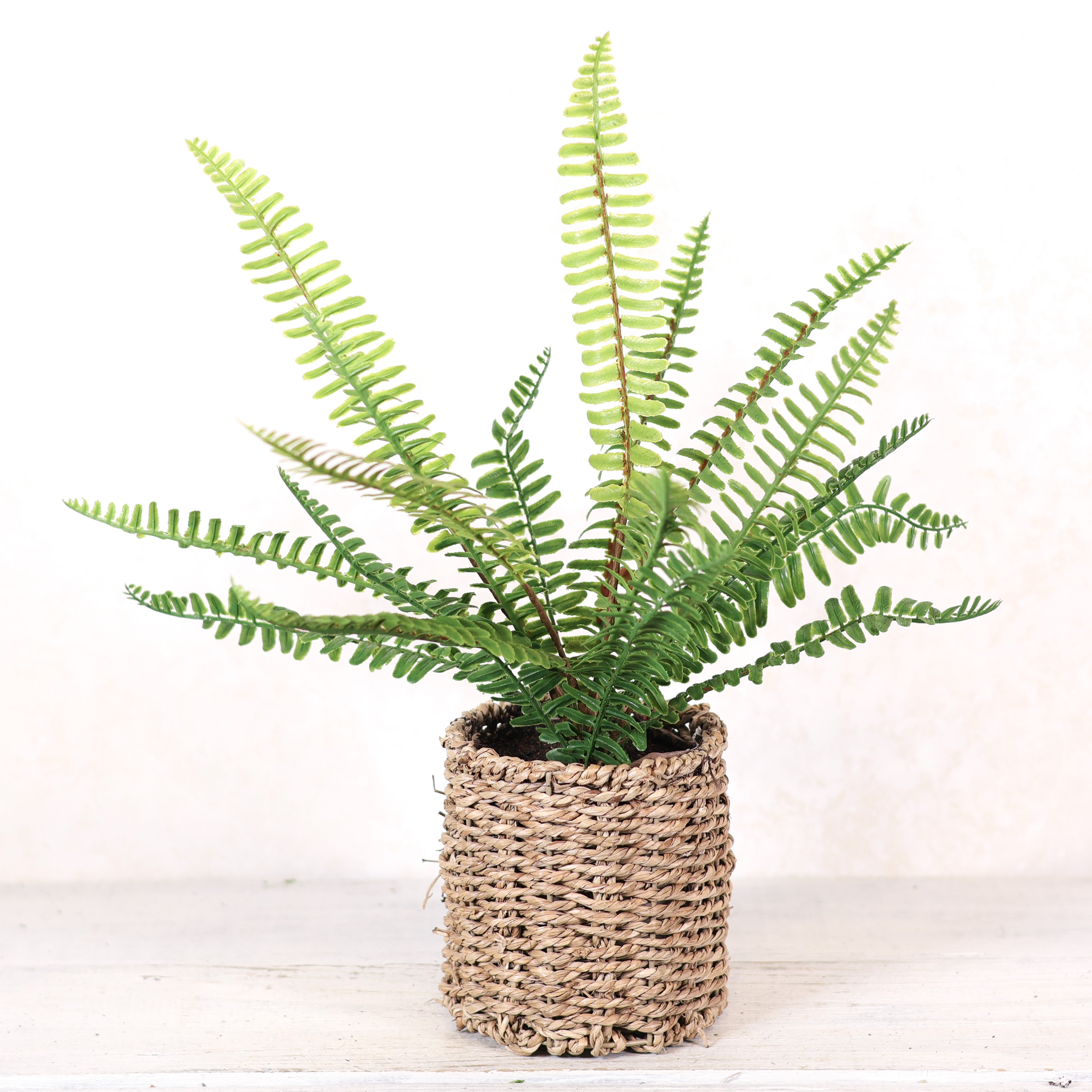 Leatherleaf Fern in Round Woven Basket