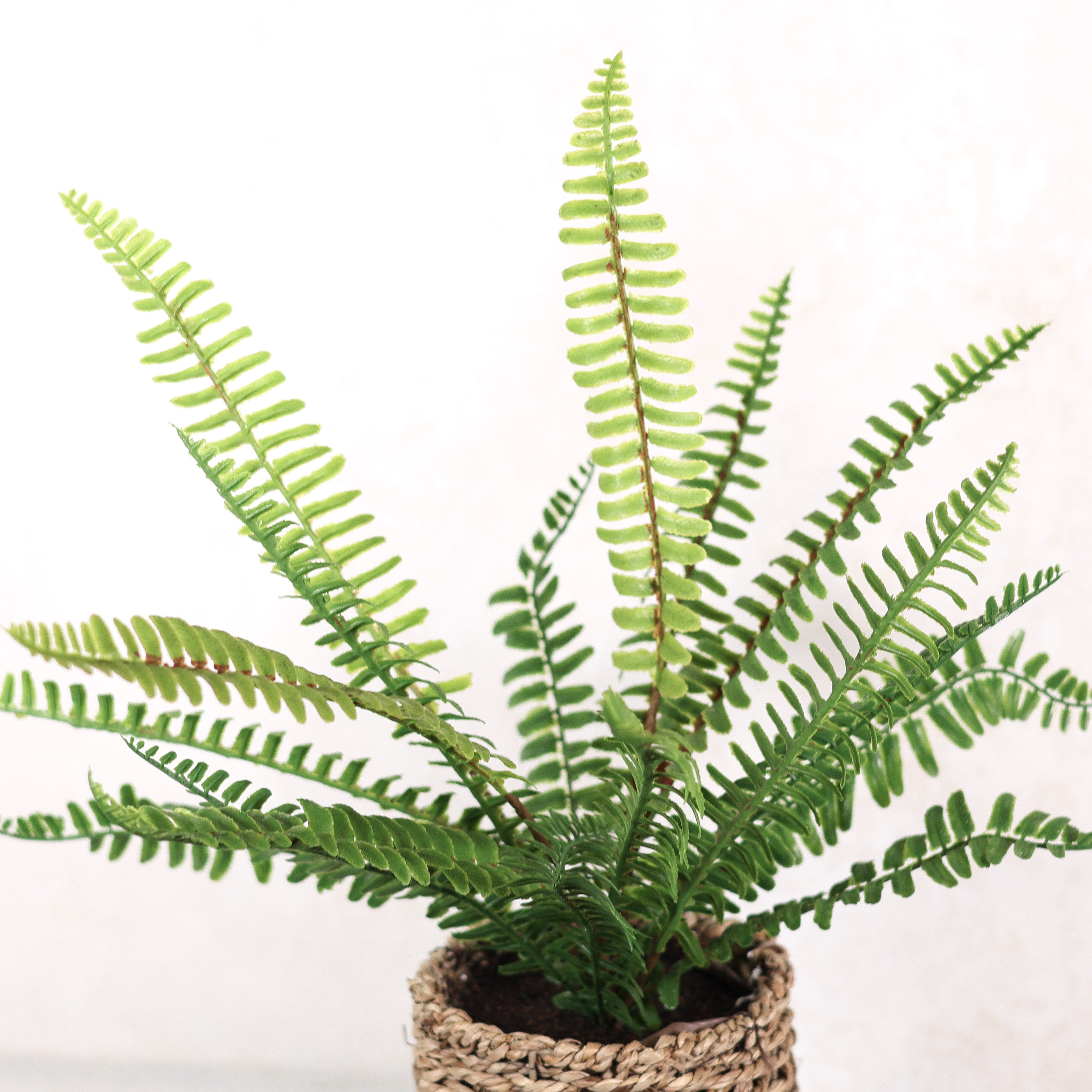 Leatherleaf Fern in Round Woven Basket