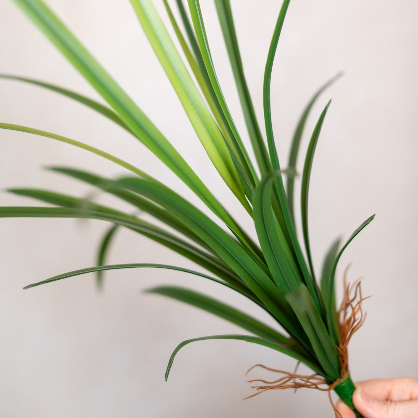 Narrow Leaf Dracaena