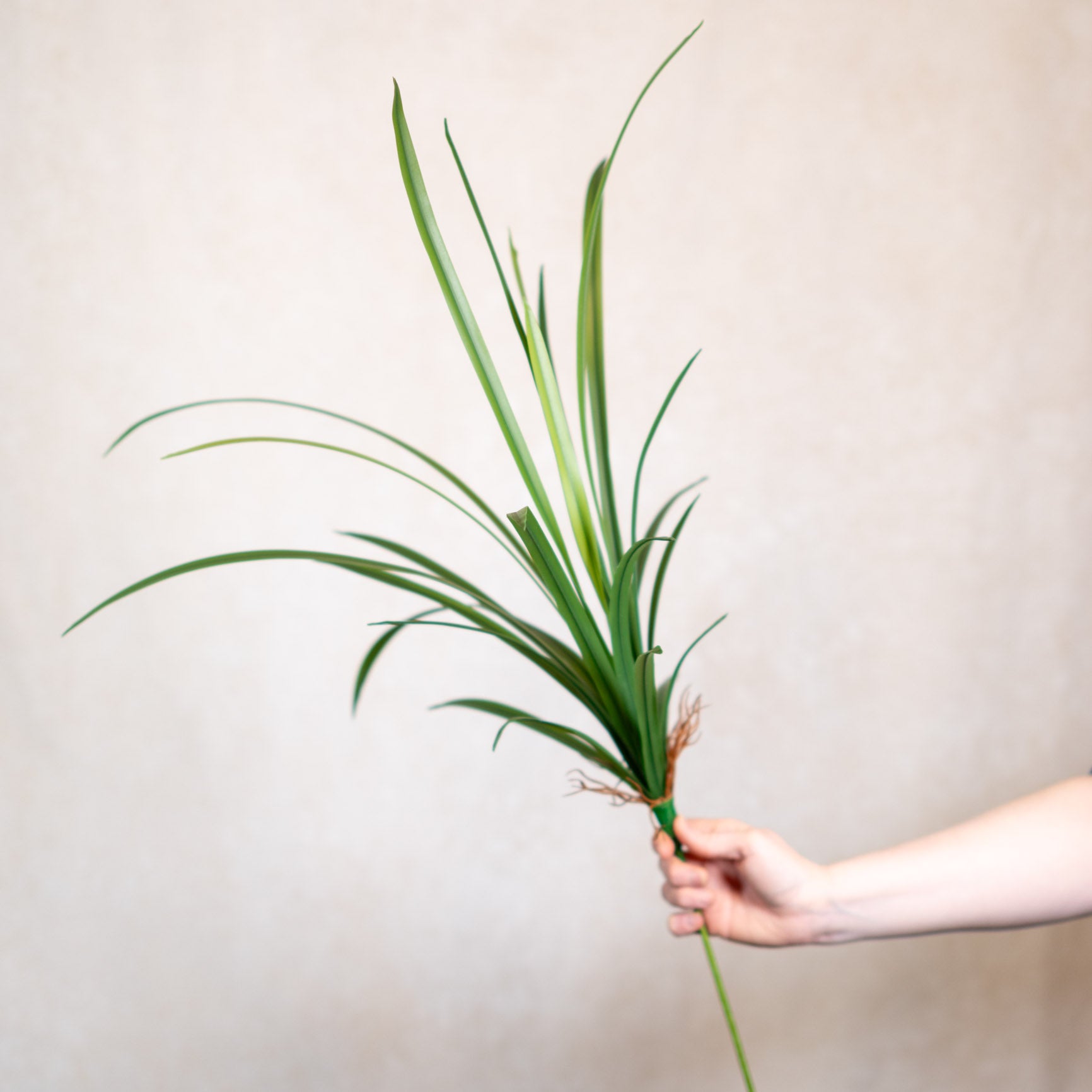 Narrow Leaf Dracaena