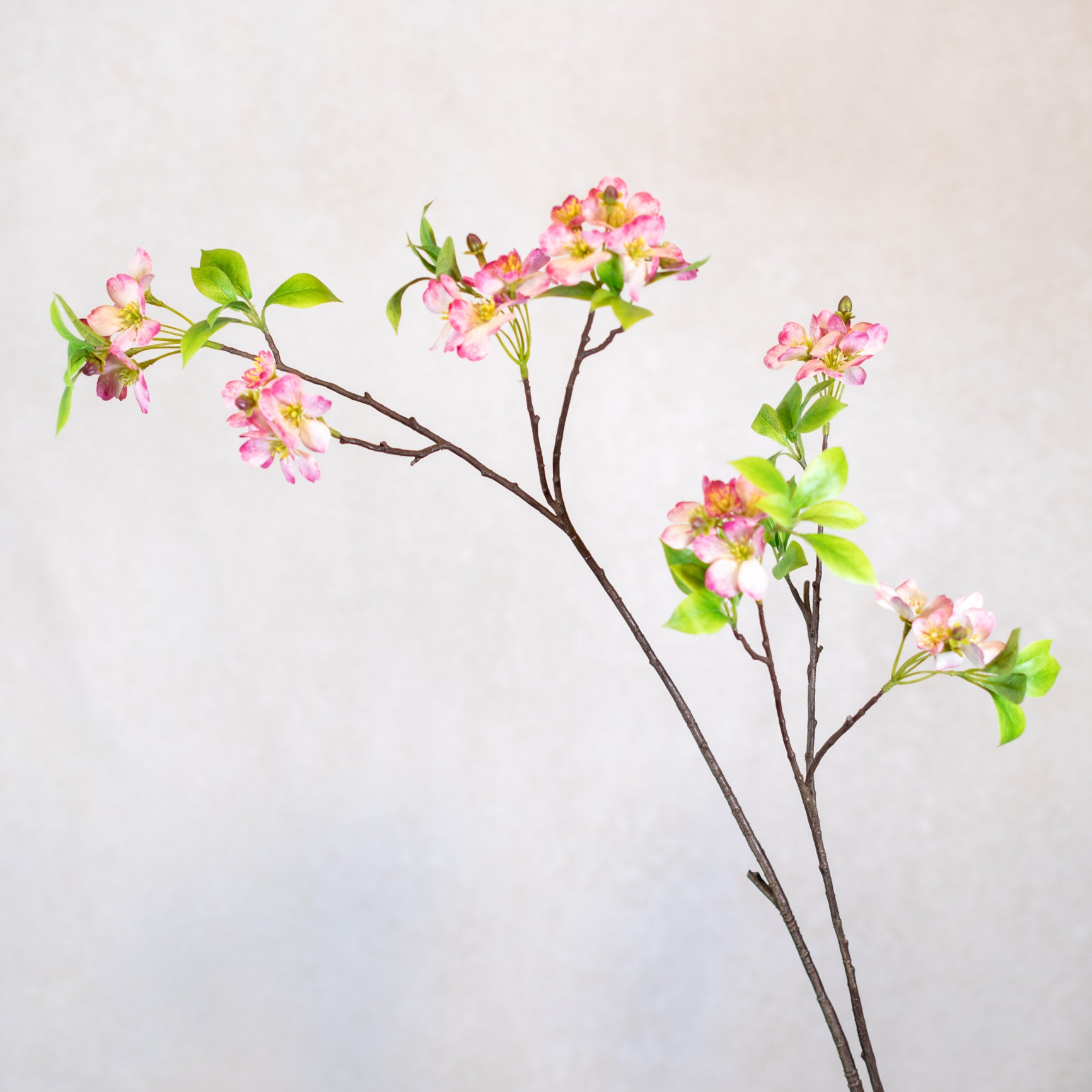 Pink Cherry Blossom Branch