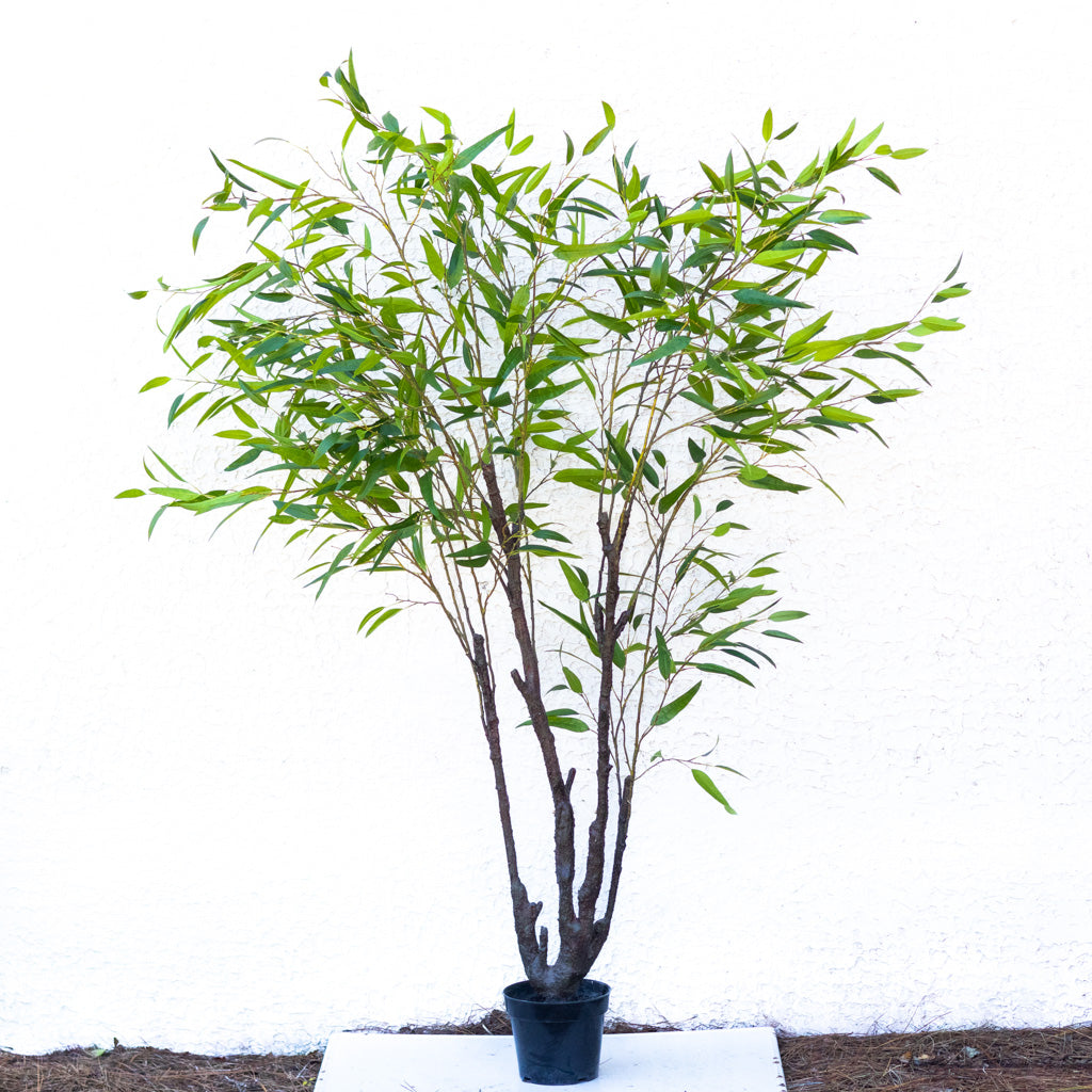 90" Eucalyptus Tree in Pot