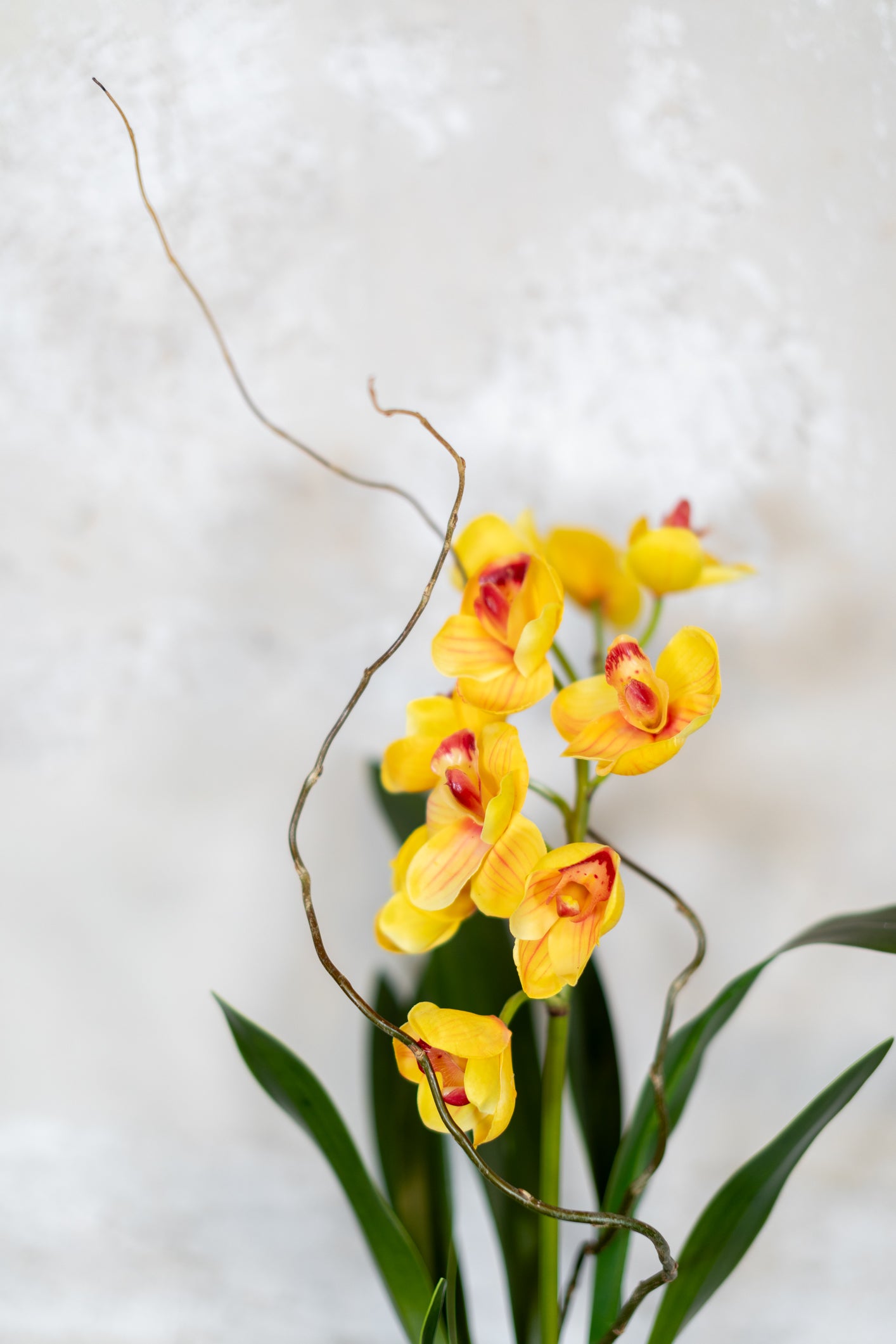 Single Yellow Cymbidium Orchid Drop In