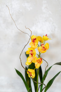 Single Yellow Cymbidium Orchid Drop In