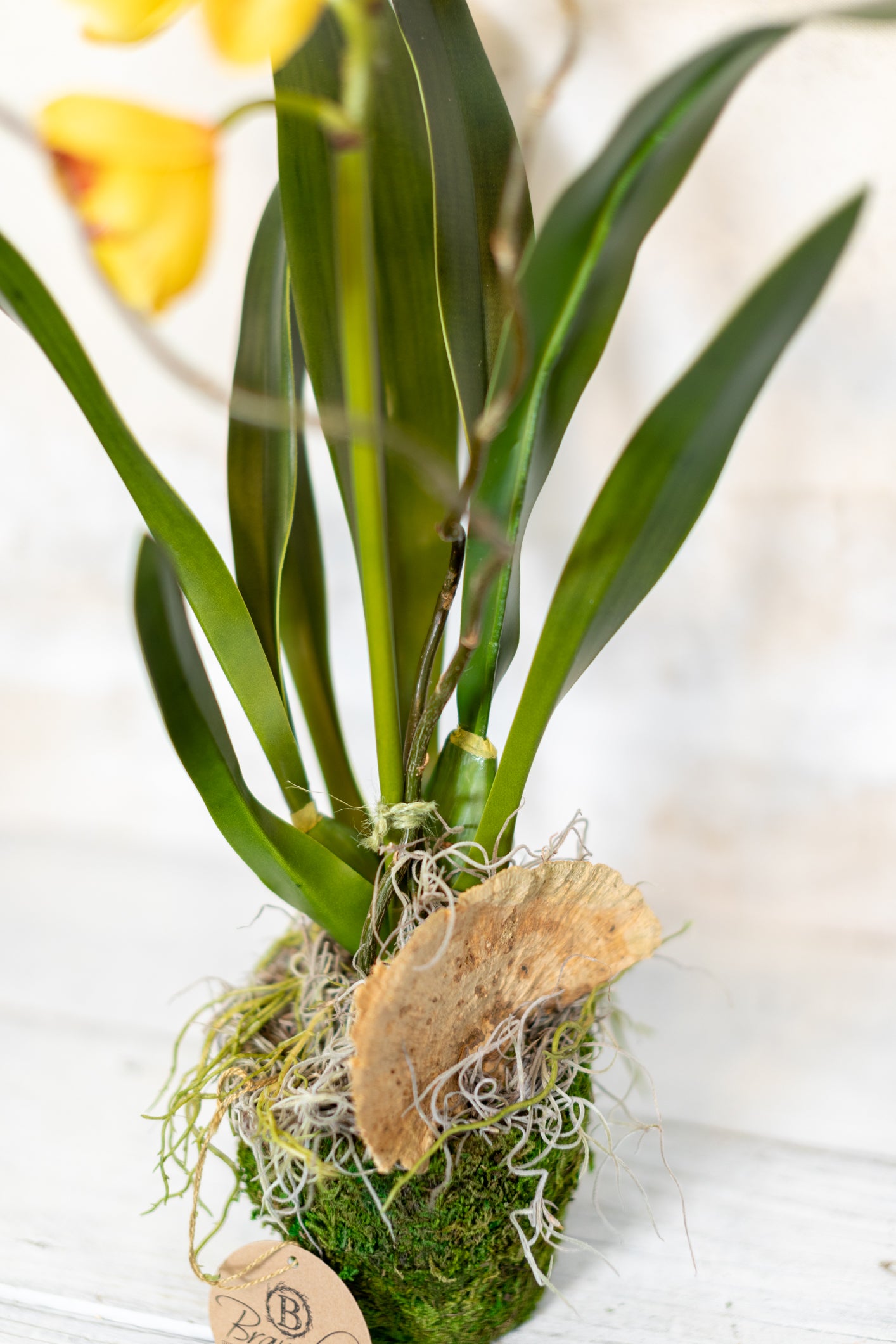 Single Yellow Cymbidium Orchid Drop In