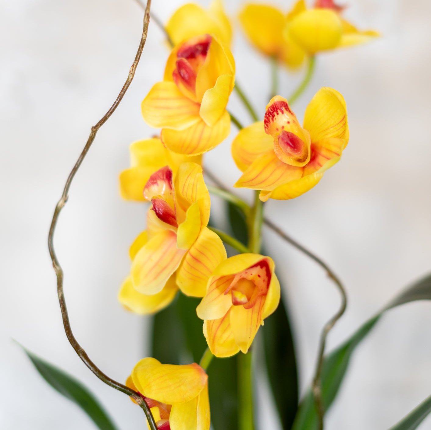 Single Yellow Cymbidium Orchid Drop In