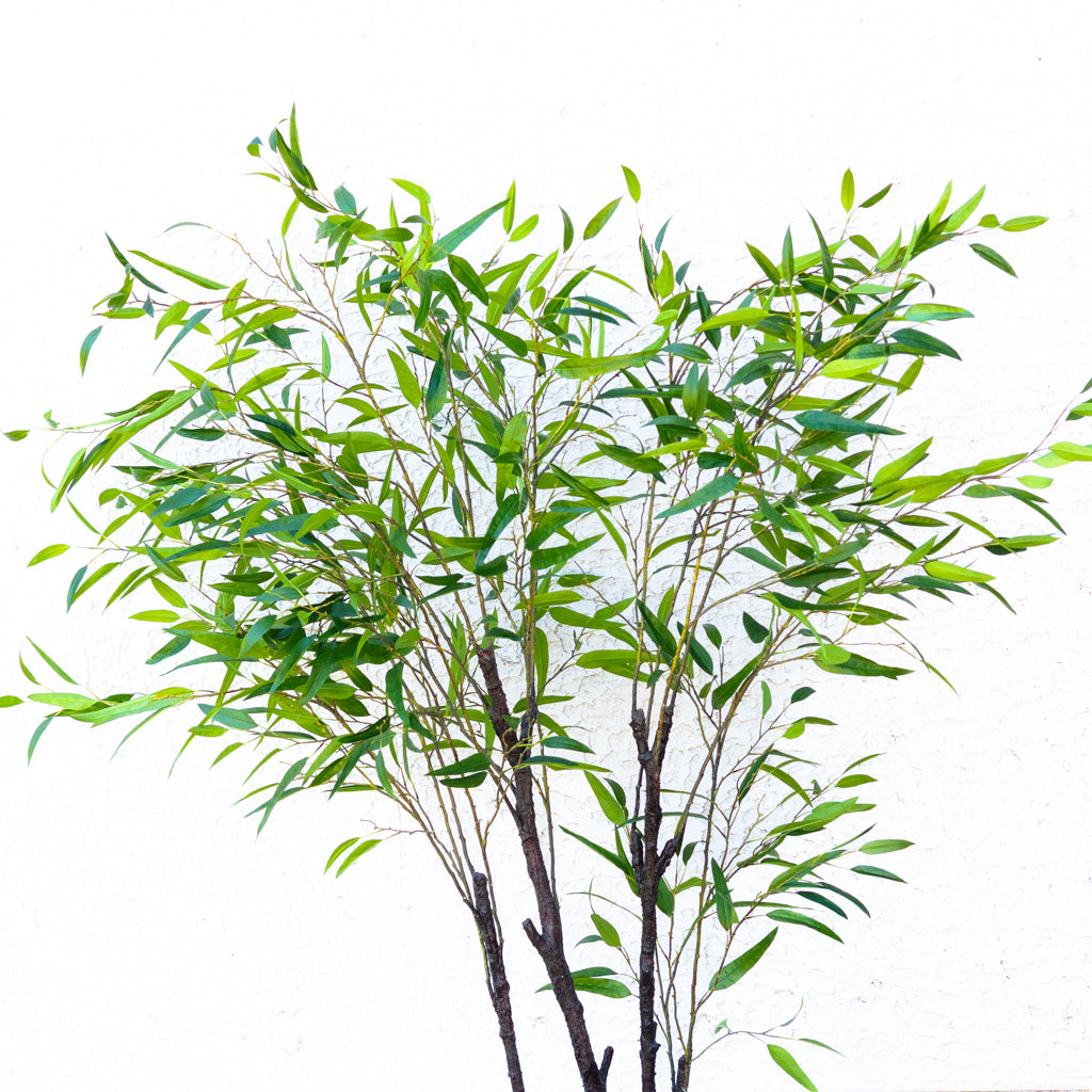 90" Eucalyptus Tree in Pot