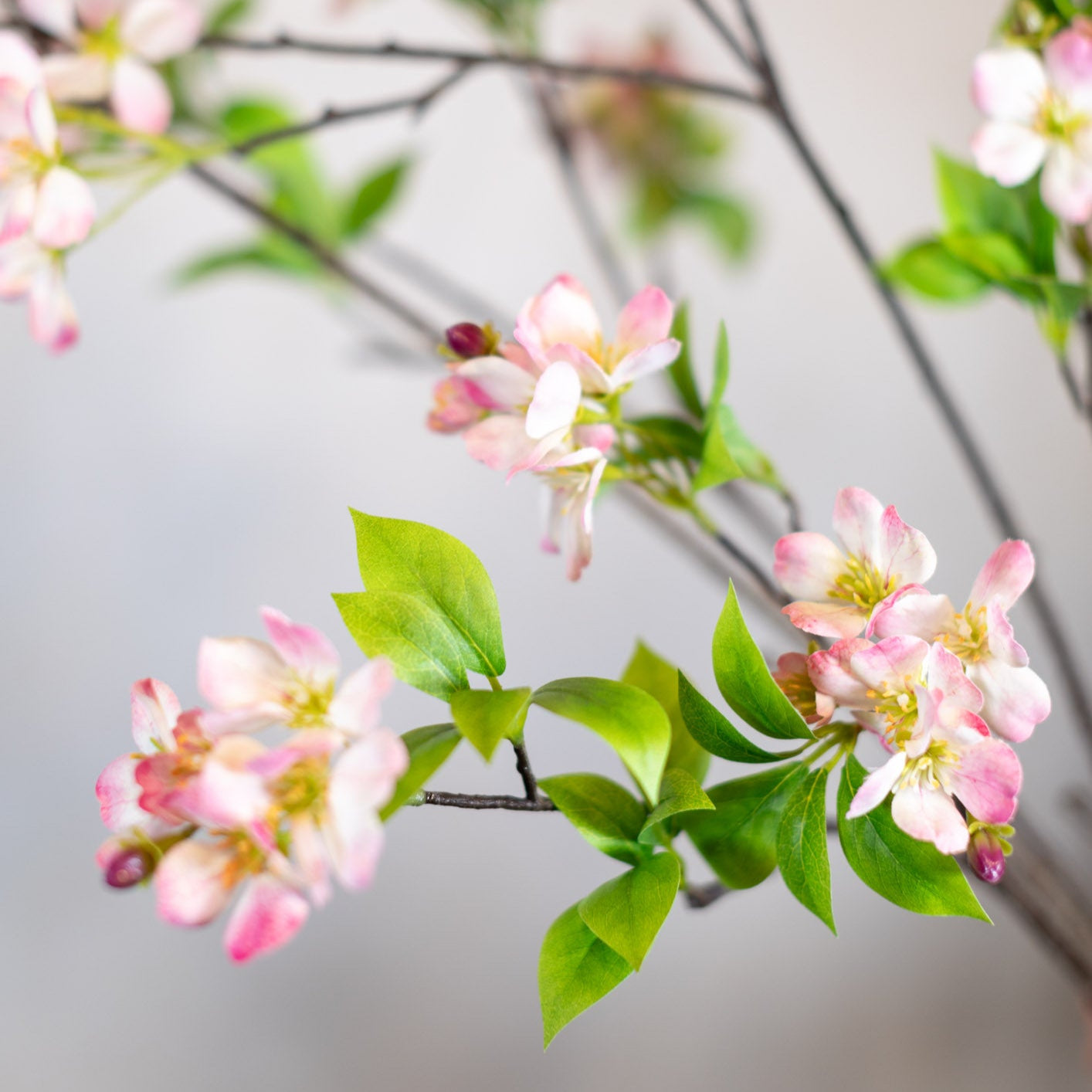 Pink Cherry Blossom Branch