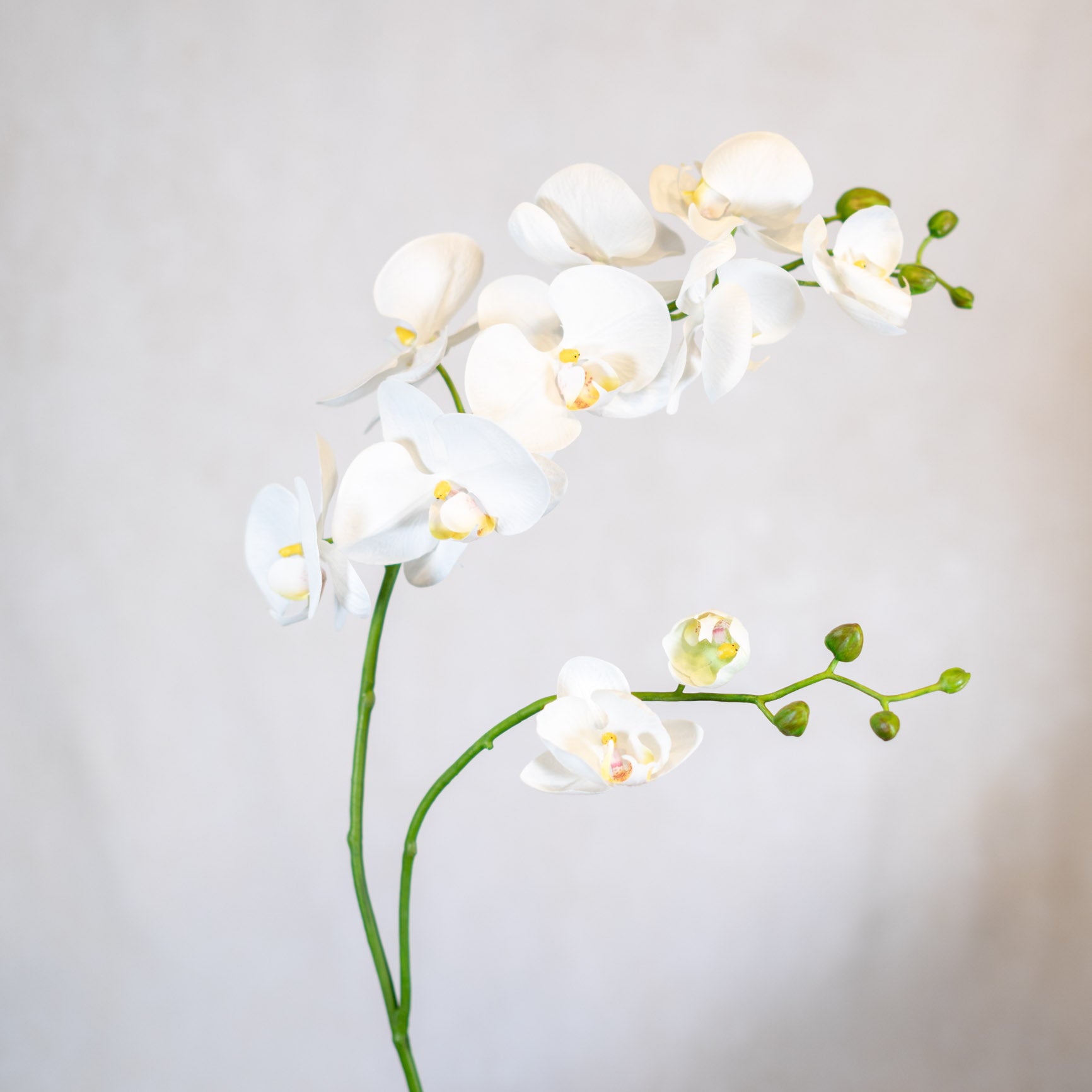 Phalaenopsis Orchid Spray White