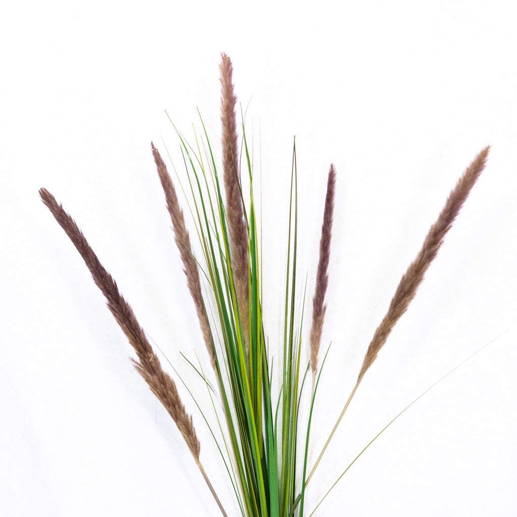 Pampas Plum Spray
