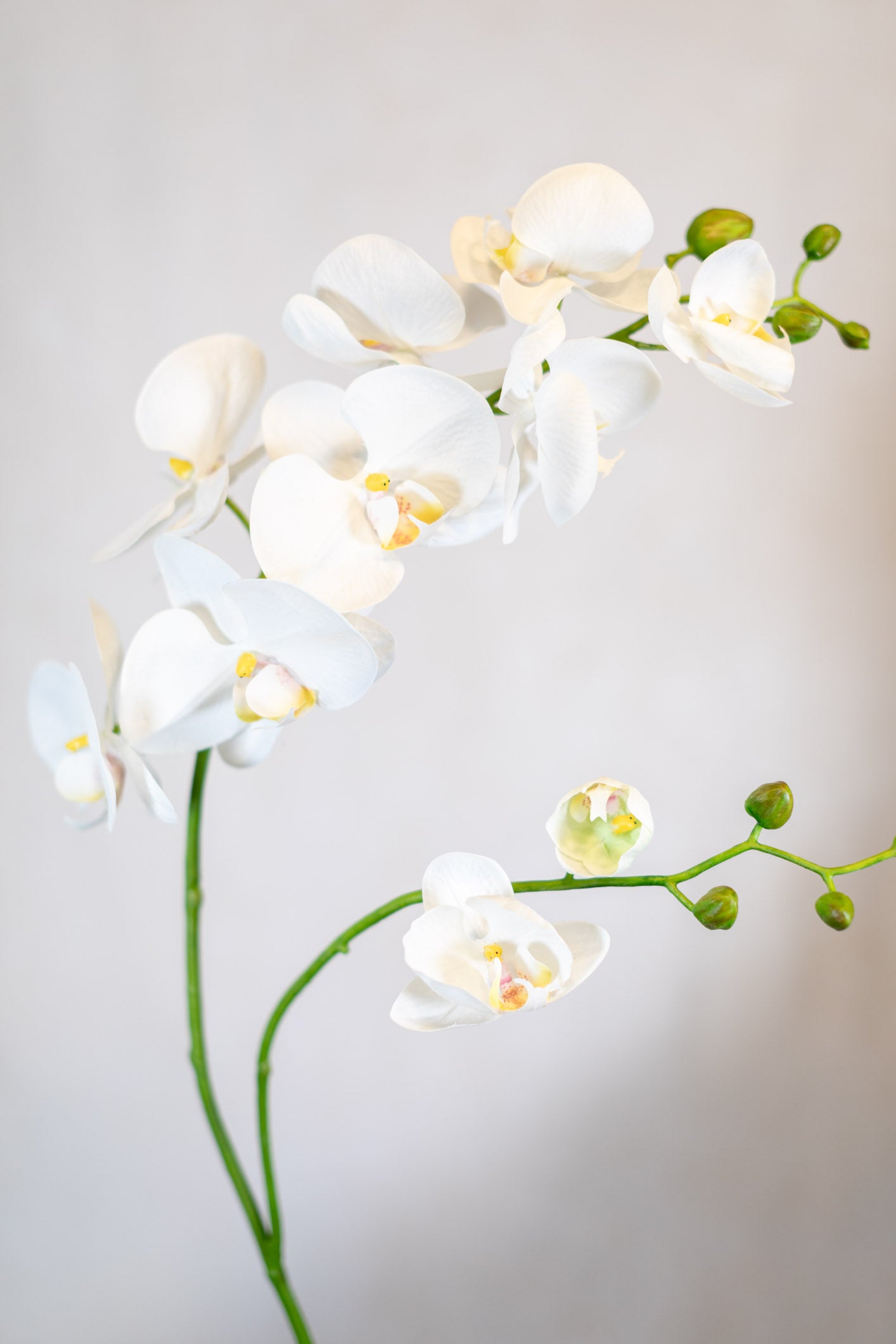 Phalaenopsis Orchid Spray White