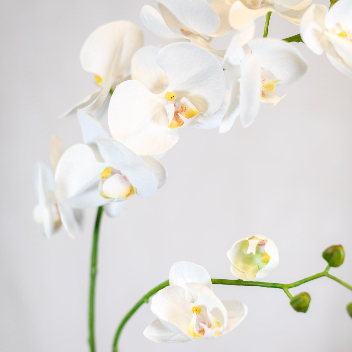 Phalaenopsis Orchid Spray White