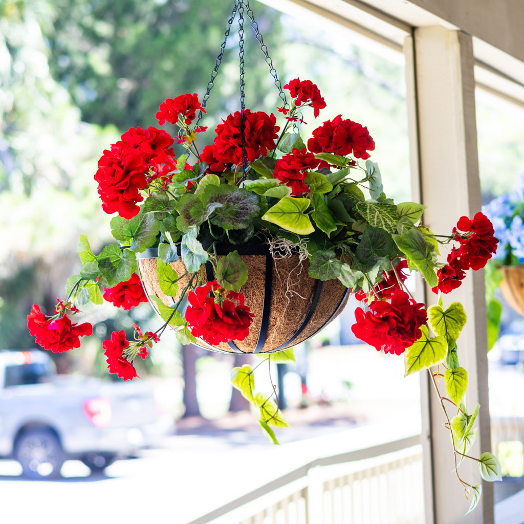 Red Geranium Hanging Basket with Sweet Potato Vine
