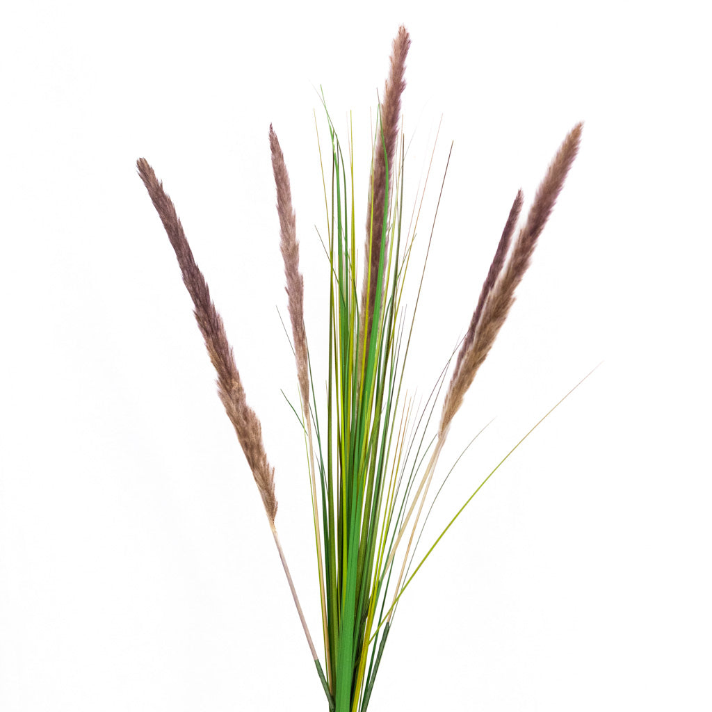 Pampas Plum Spray