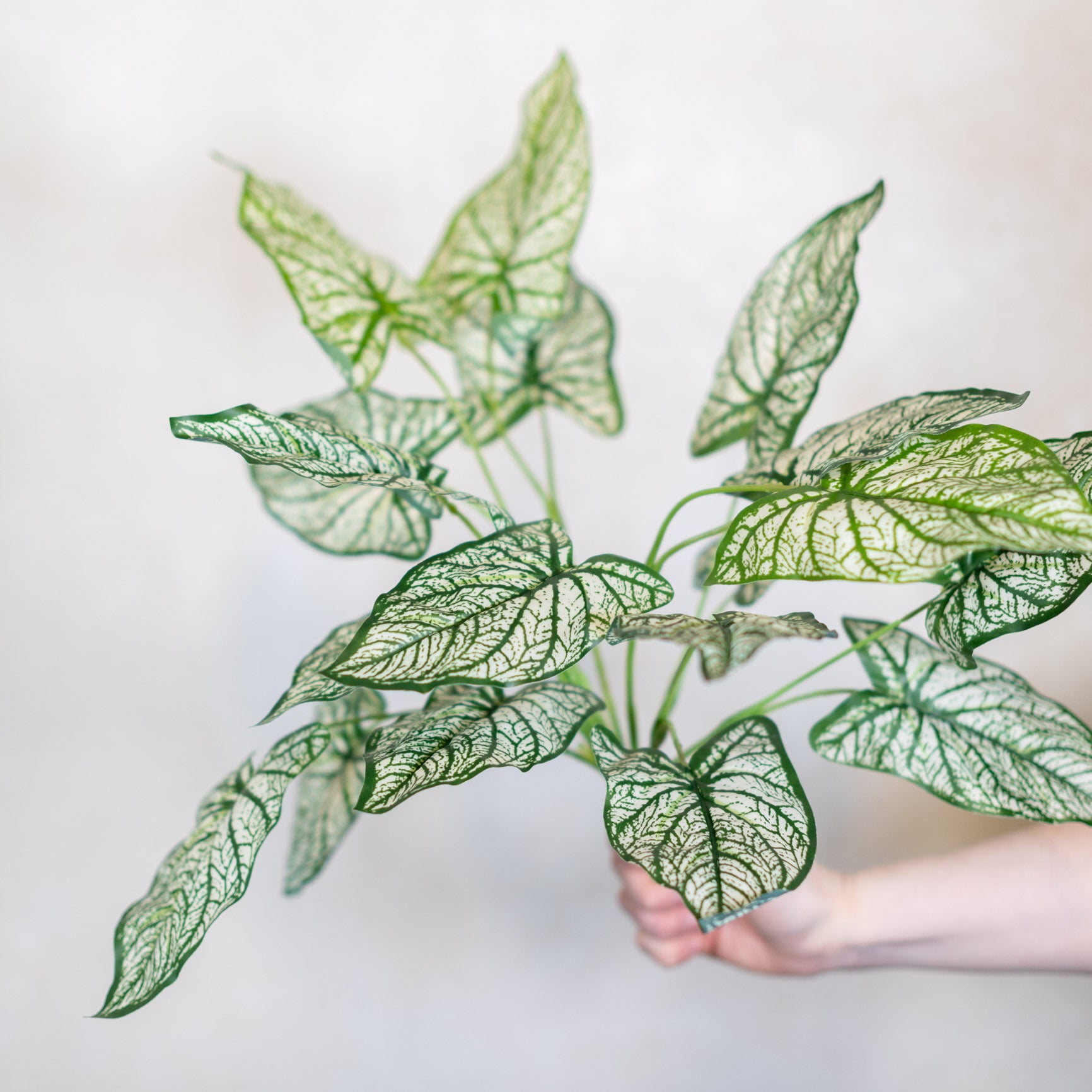 Summer Caladium Plant