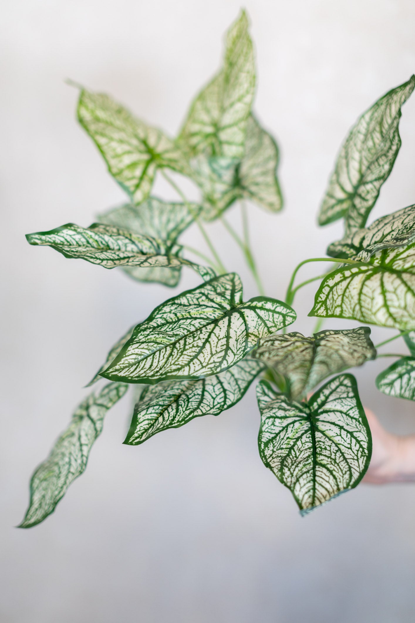 Summer Caladium Plant