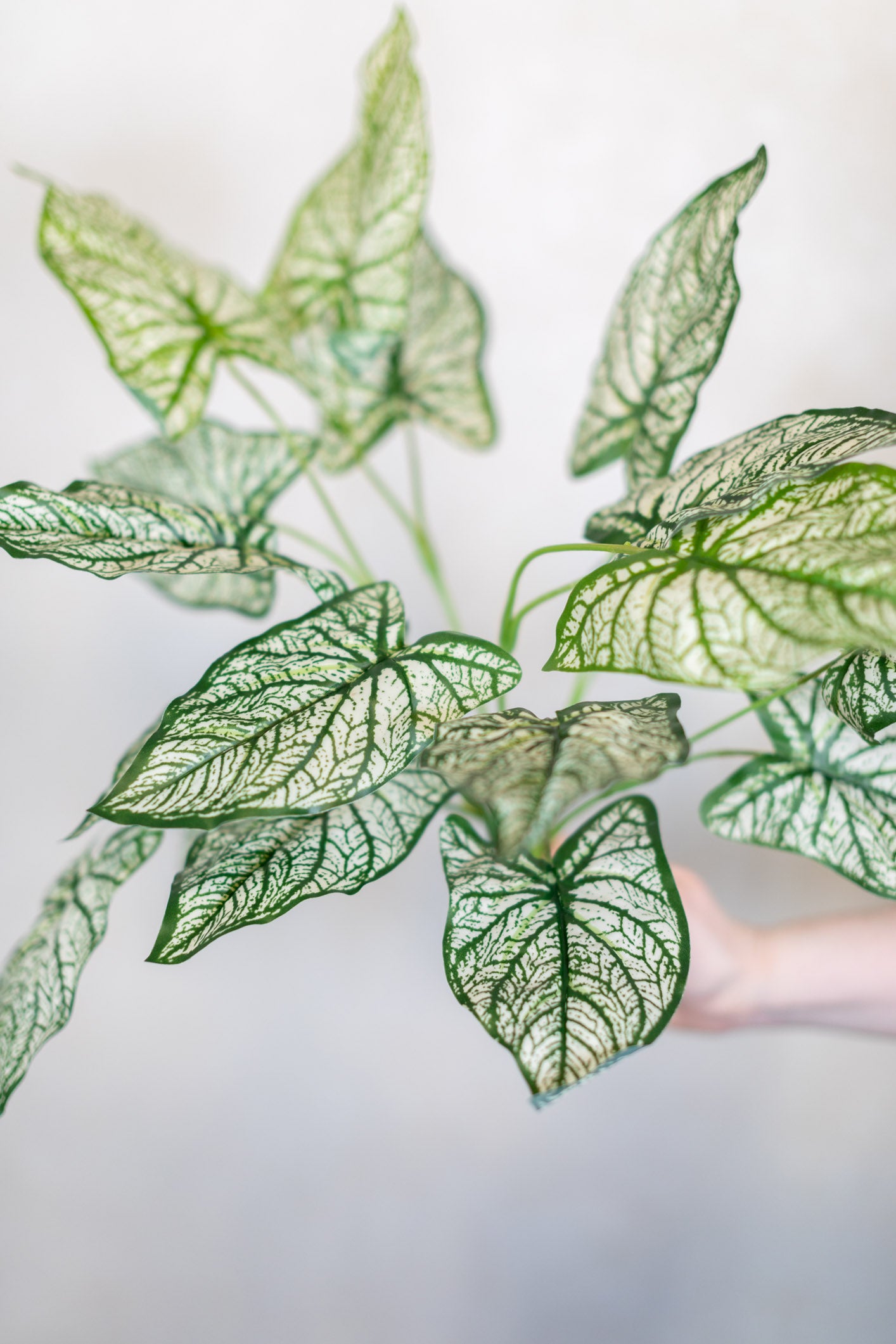 Summer Caladium Plant