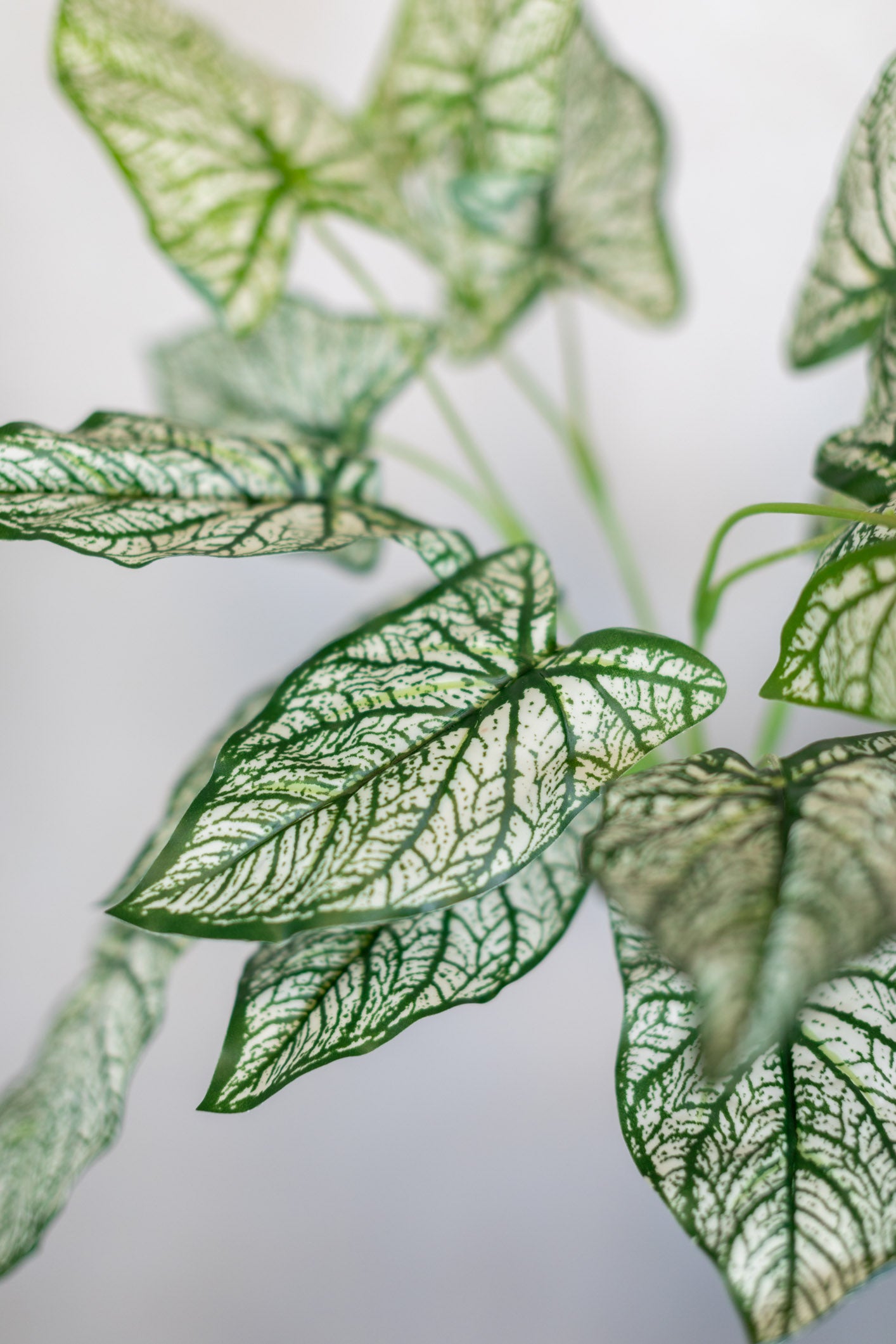 Summer Caladium Plant