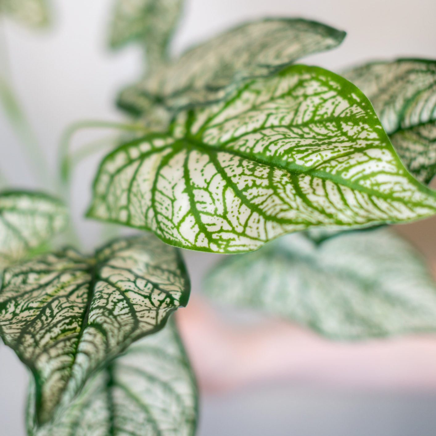 Summer Caladium Plant