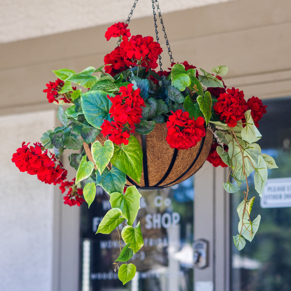 Red Geranium Hanging Basket with Sweet Potato Vine