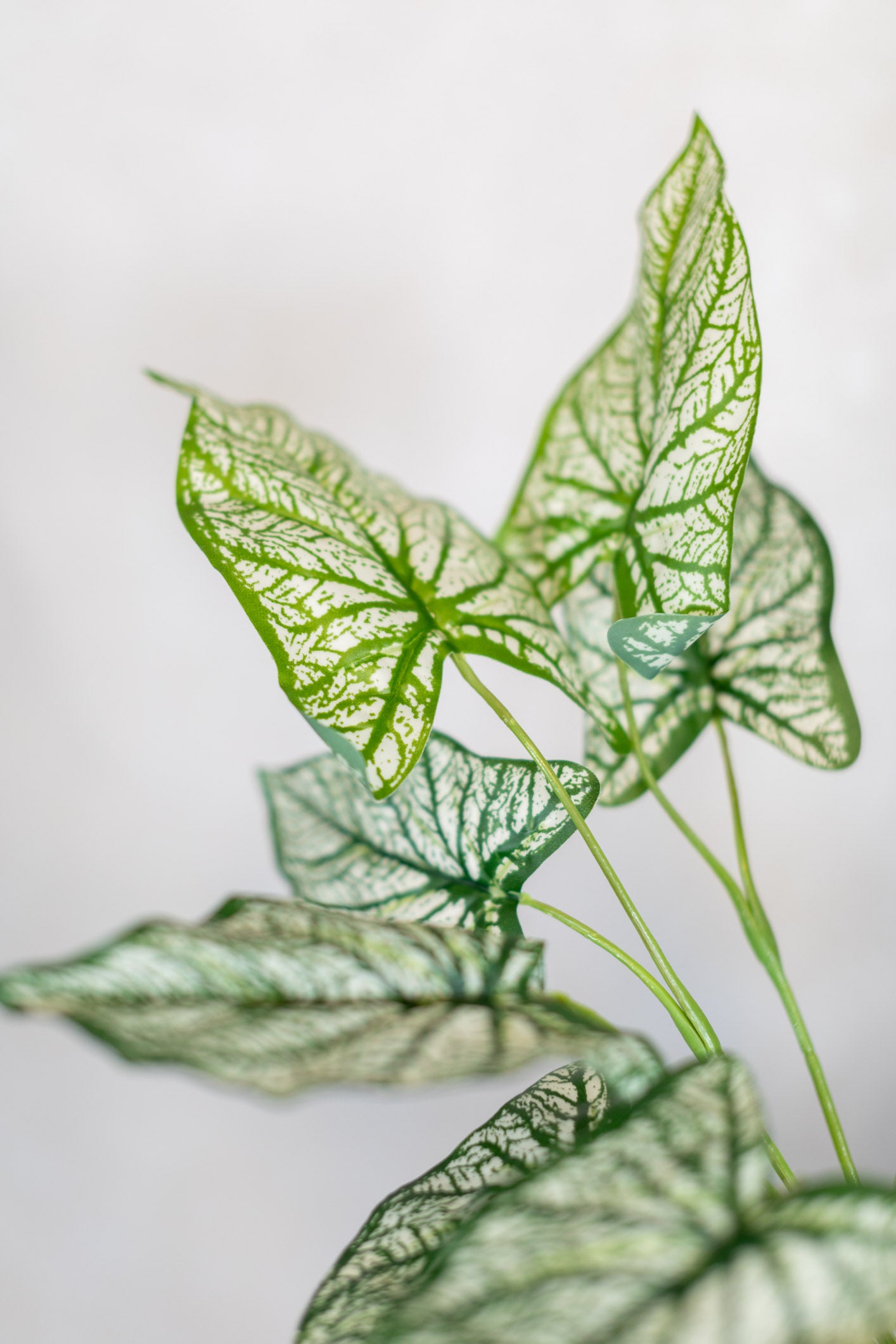 Summer Caladium Plant