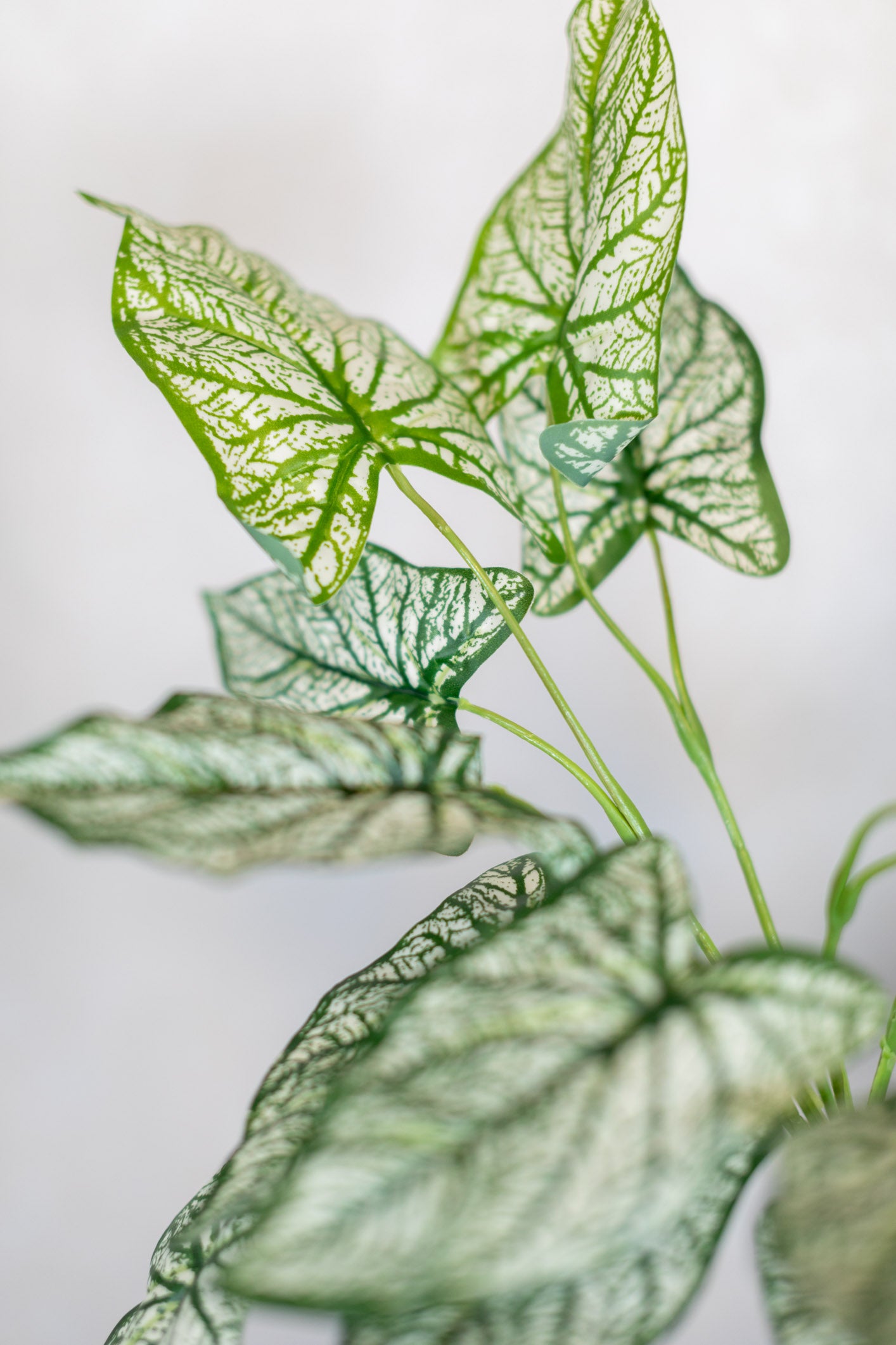 Summer Caladium Plant