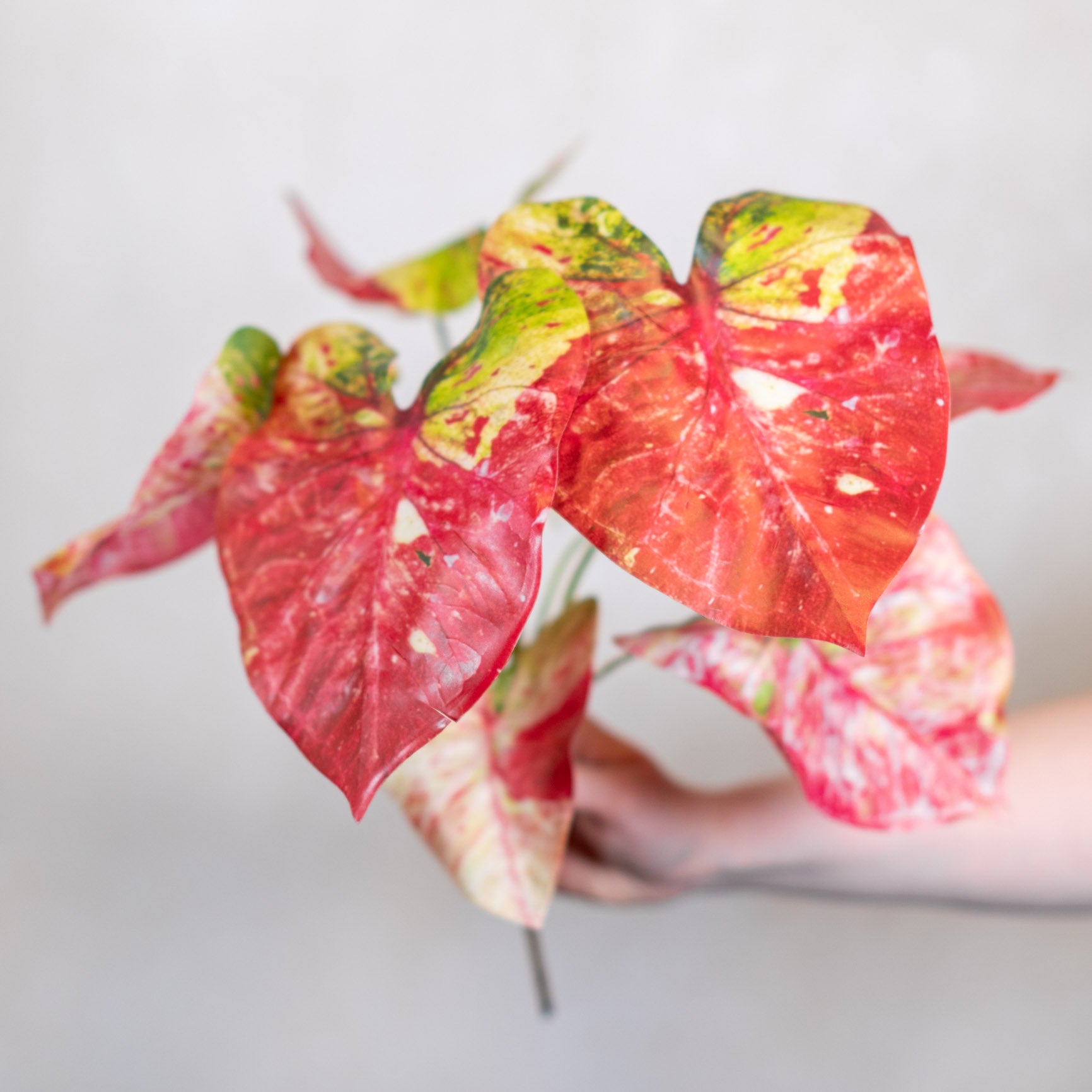 Pink Caladium Bush Stem