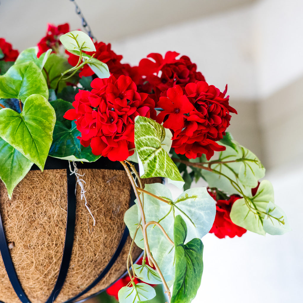 Red Geranium Hanging Basket with Sweet Potato Vine