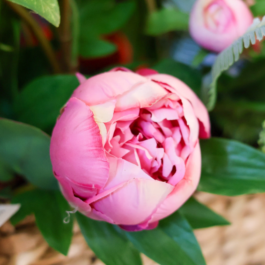 Just Cut Peony Bud Spray Stem Pink