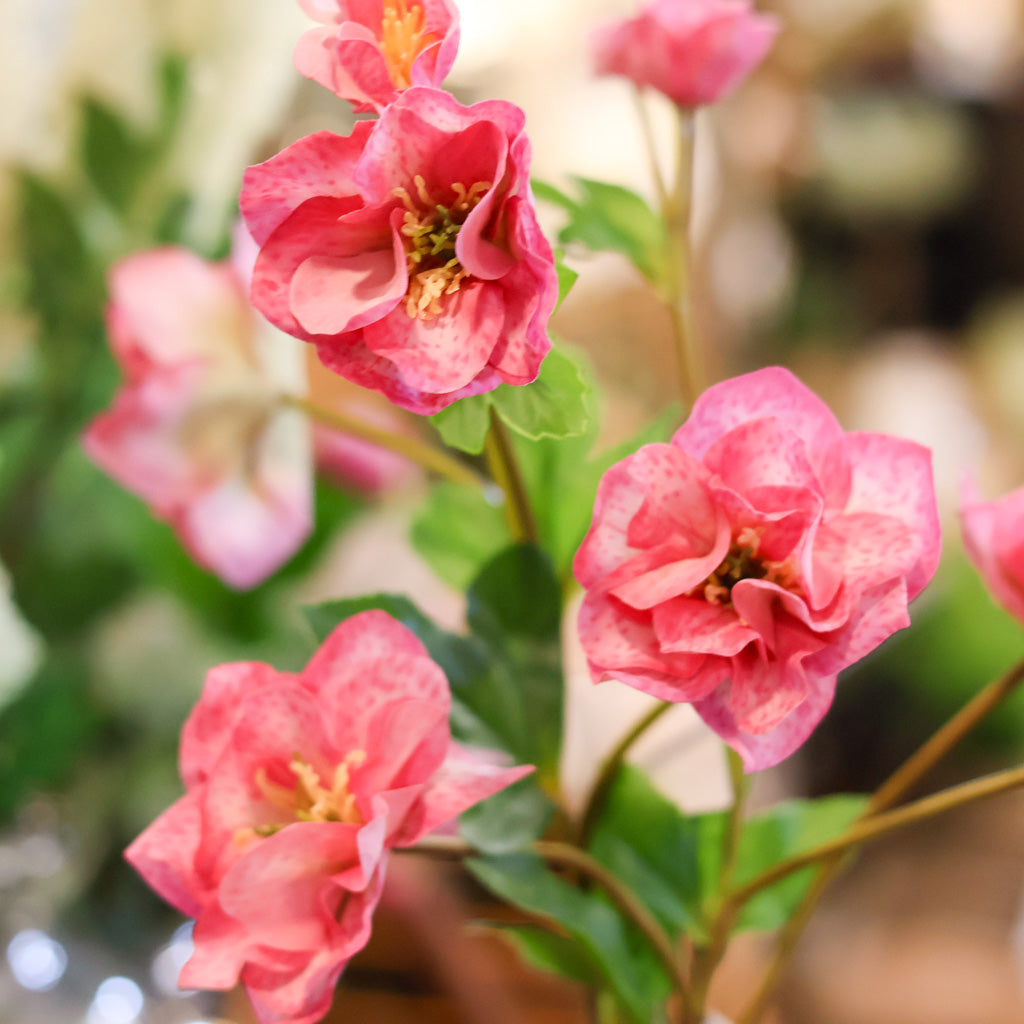 Just Cut Helleborus Rose Pink