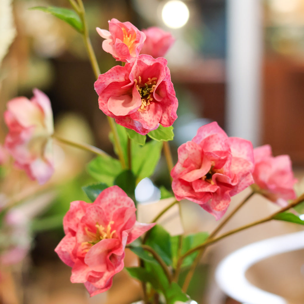 Just Cut Helleborus Rose Pink