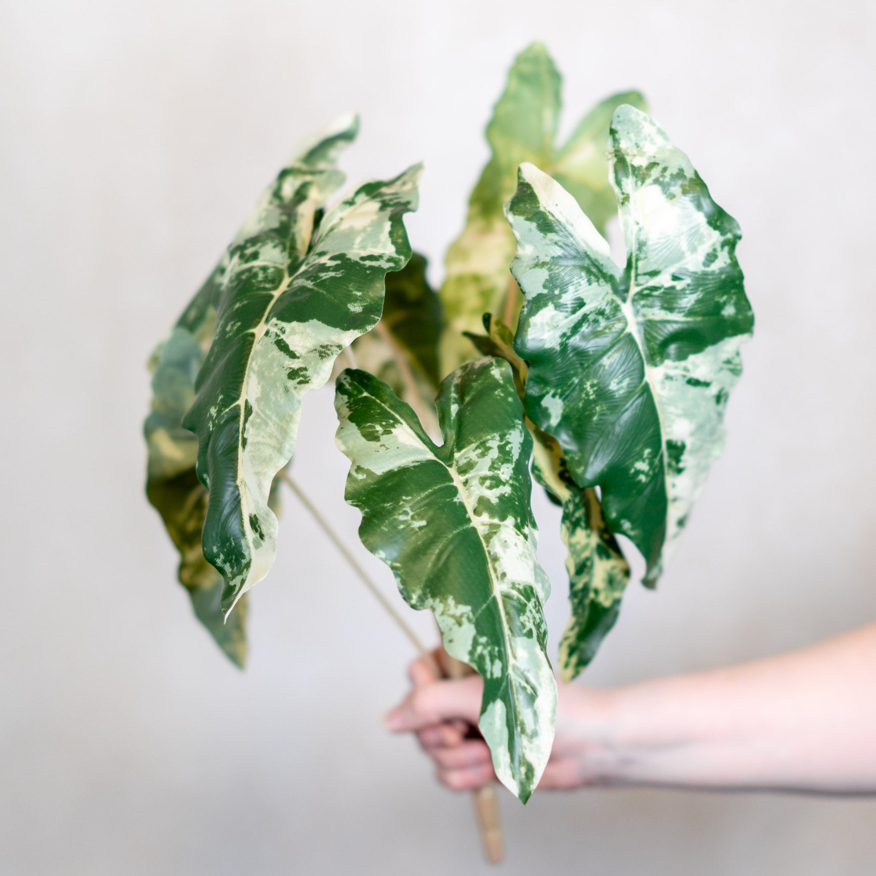 Colocasia Variegated Bush Stem