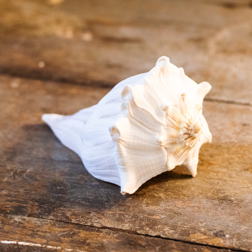 Whelk Shell