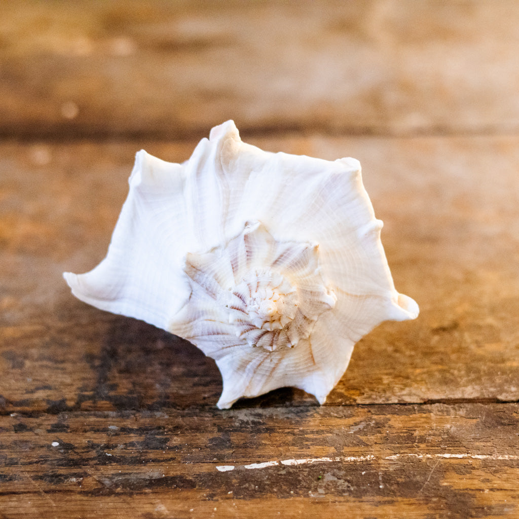 Whelk Shell