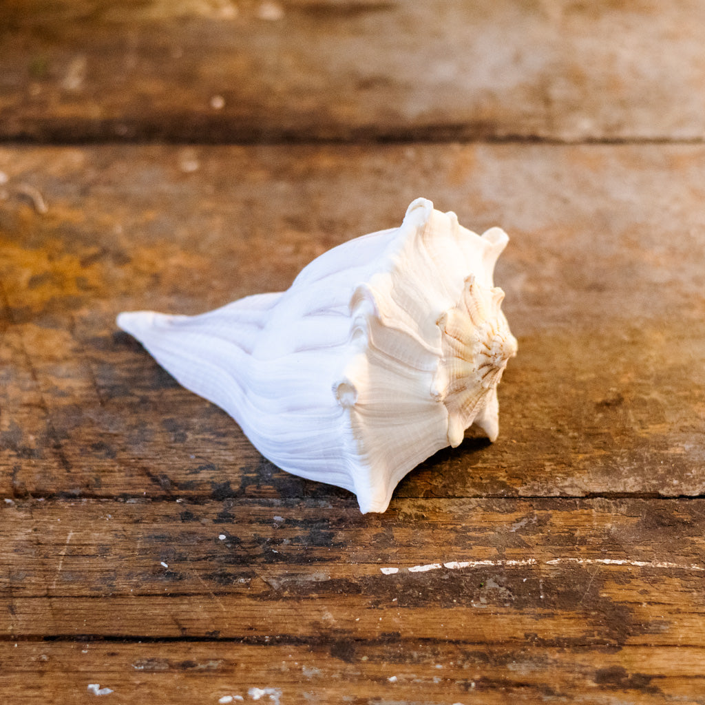 Whelk Shell