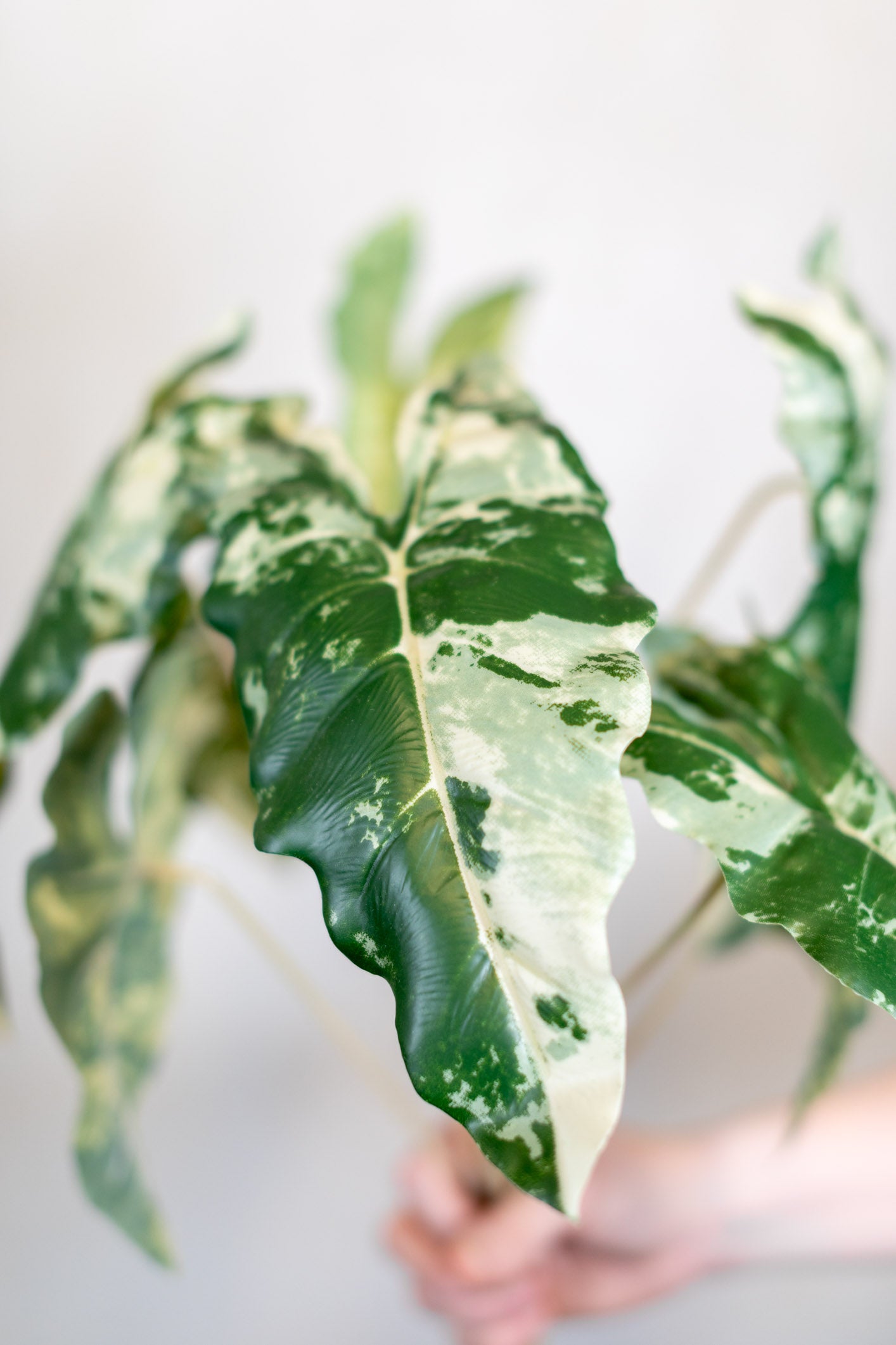 Colocasia Variegated Bush Stem