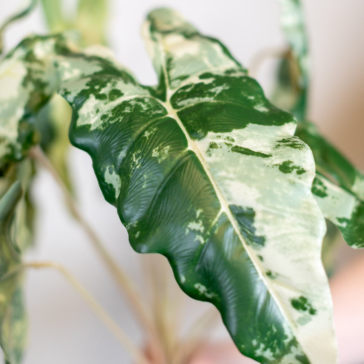 Colocasia Variegated Bush Stem