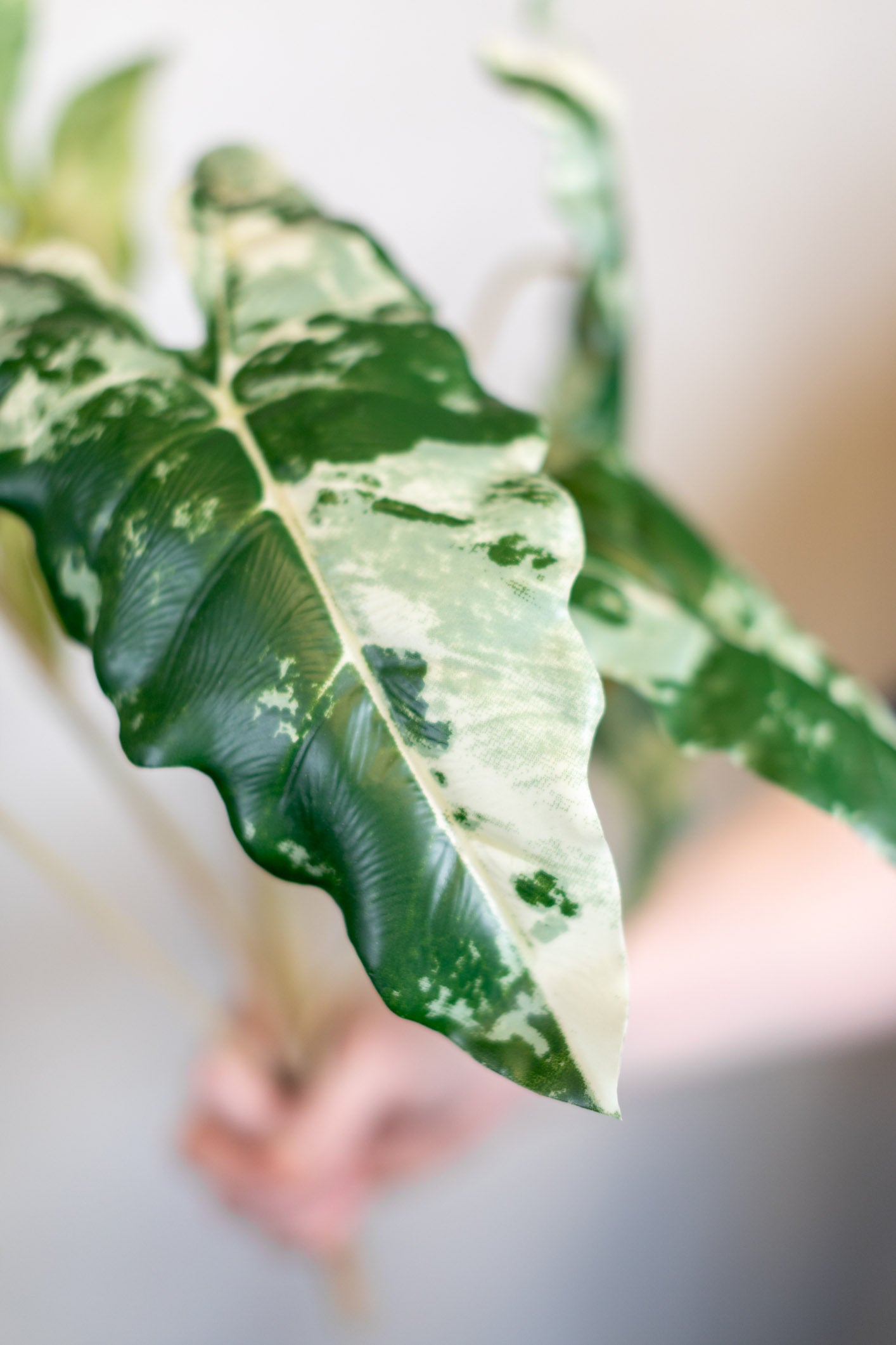 Colocasia Variegated Bush Stem