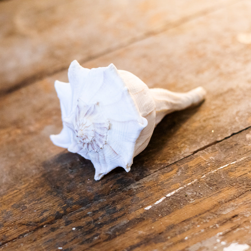 Whelk Shell