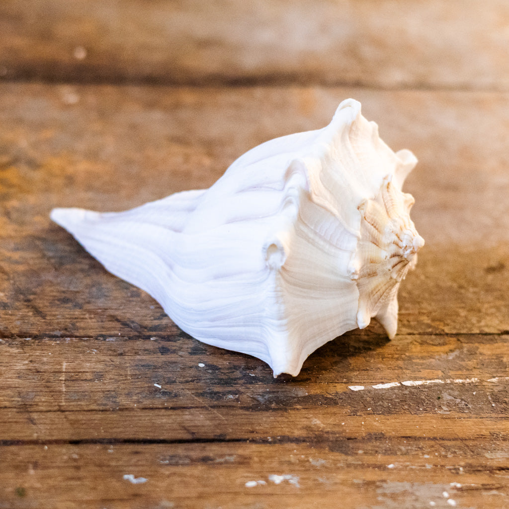 Whelk Shell