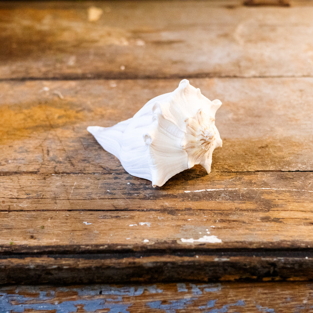 Whelk Shell