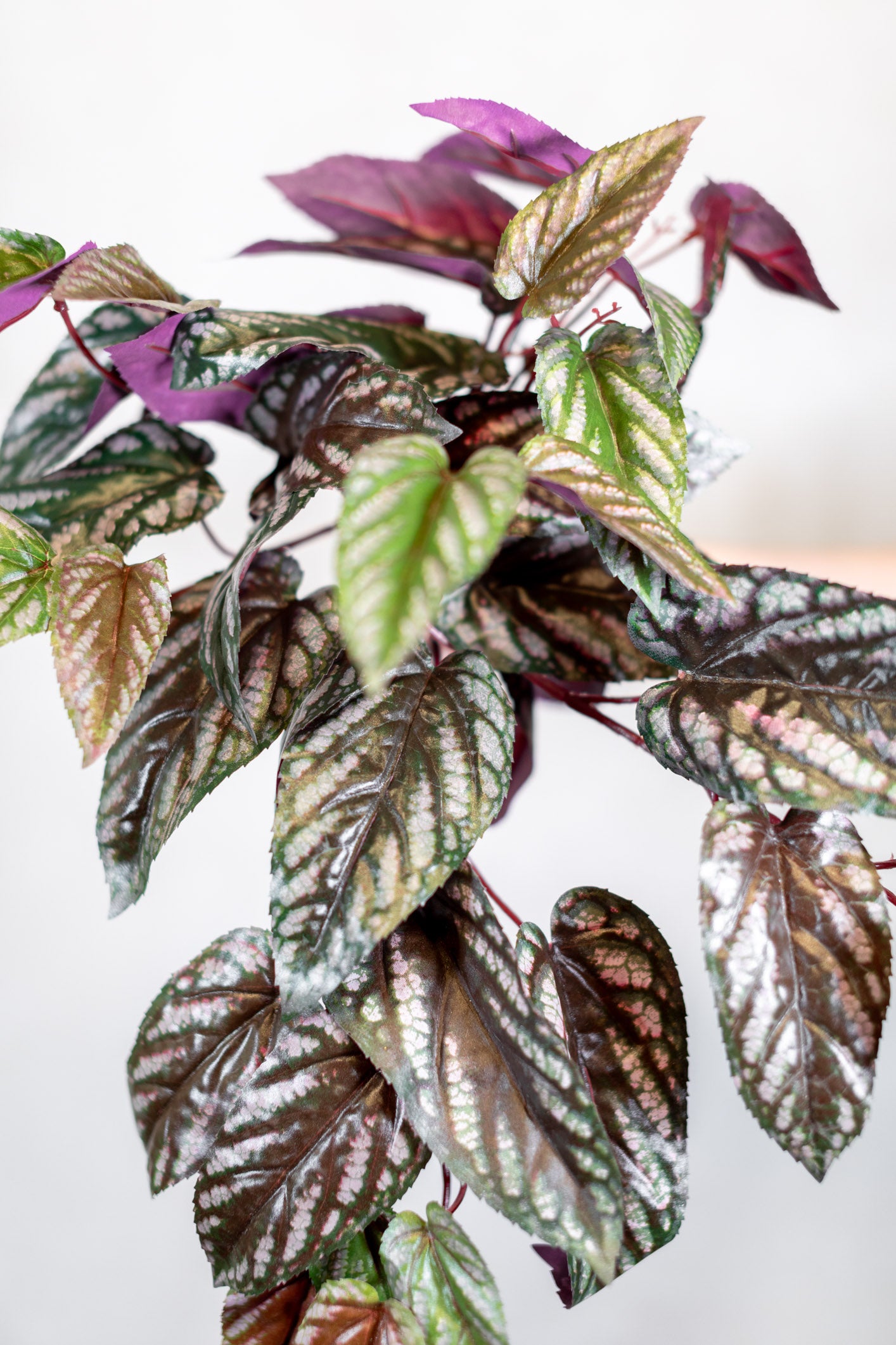 Red Back Cissus Burgundy Green