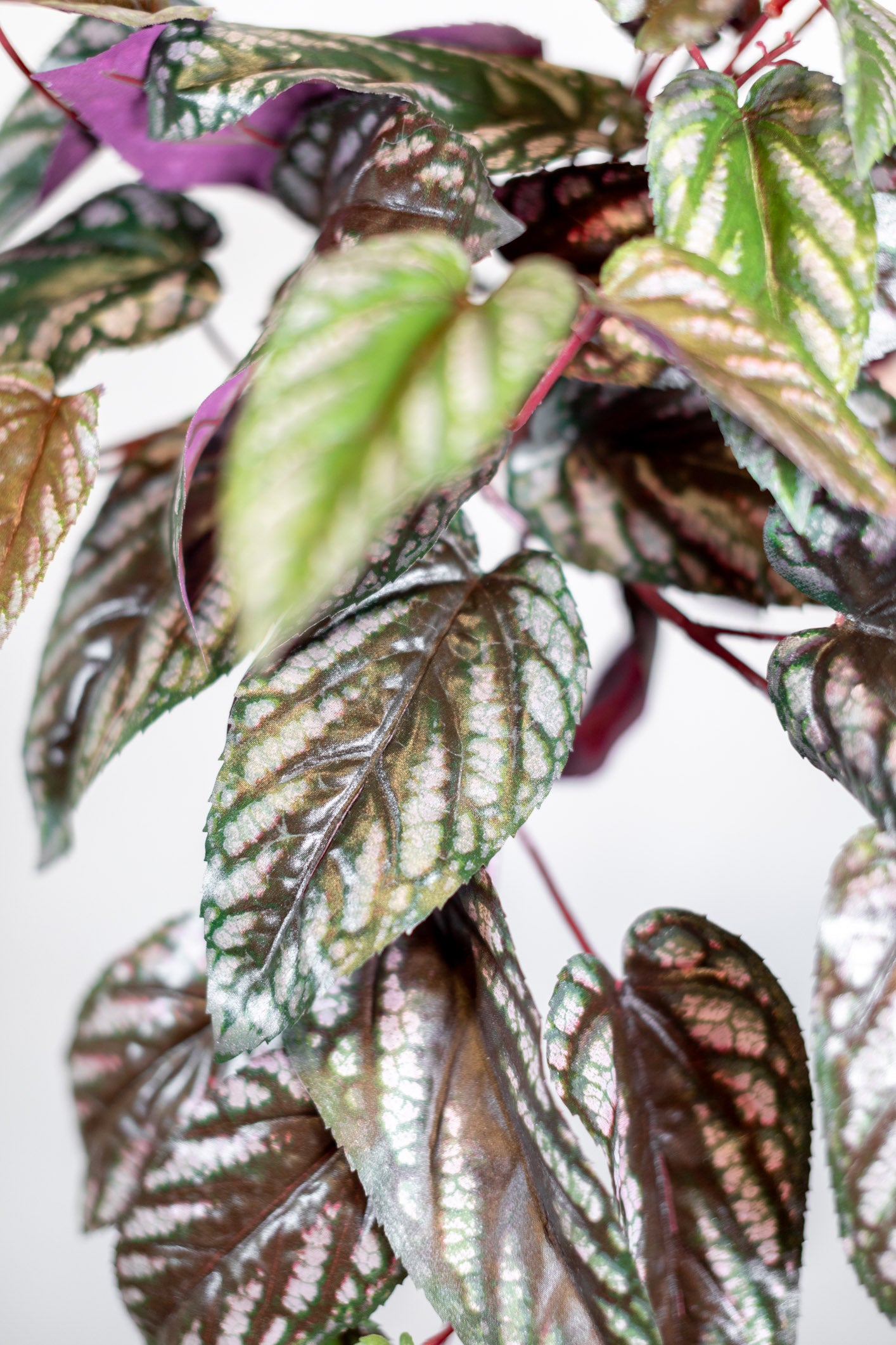 Red Back Cissus Burgundy Green