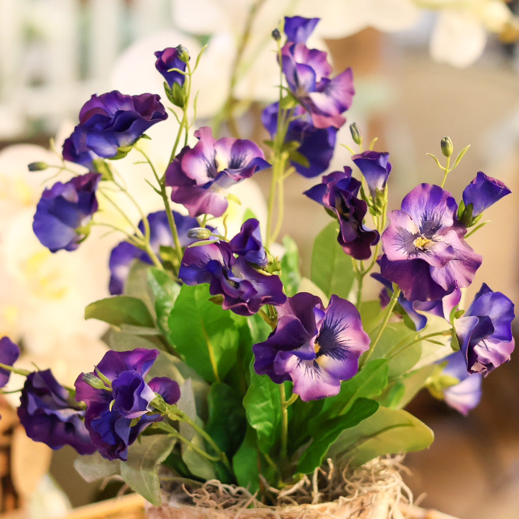 Purple Pansy in Birch Pot