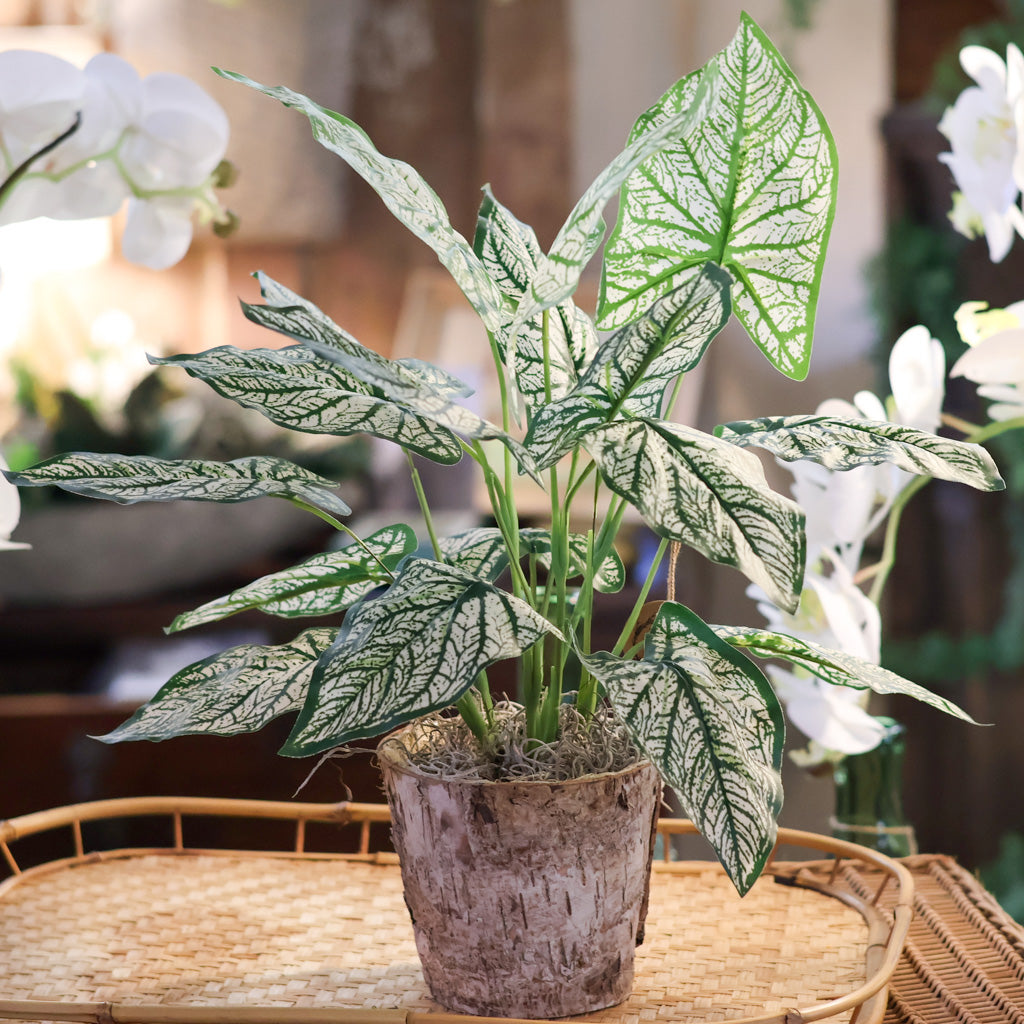 Variegated Caladium in Birch Pot